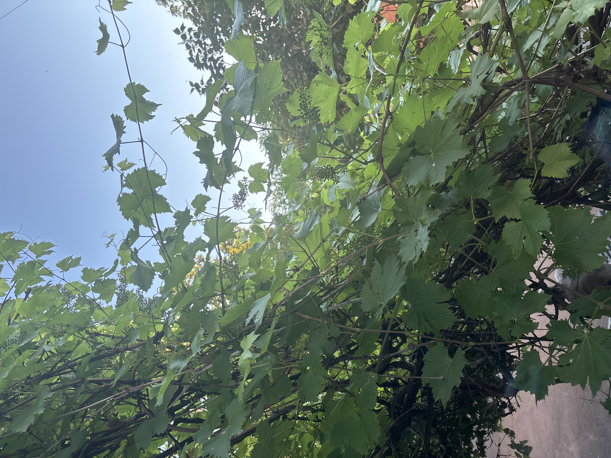 An outdoor, eye-level shot captures a dense cluster of green grape leaves and vines against a clear blue sky. The foliage is thick and layered, with some leaves appearing larger and more vibrant green than others. Interspersed among the leaves are small clusters of developing green grapes. The vines themselves are brown and woody, creating a tangled network. In the background, blurred trees and a hint of a pinkish-brown surface, possibly a wall or patio, can be seen. The lighting suggests a daytime scene with the sun illuminating the leaves from behind. There are no people or animals visible in the image.