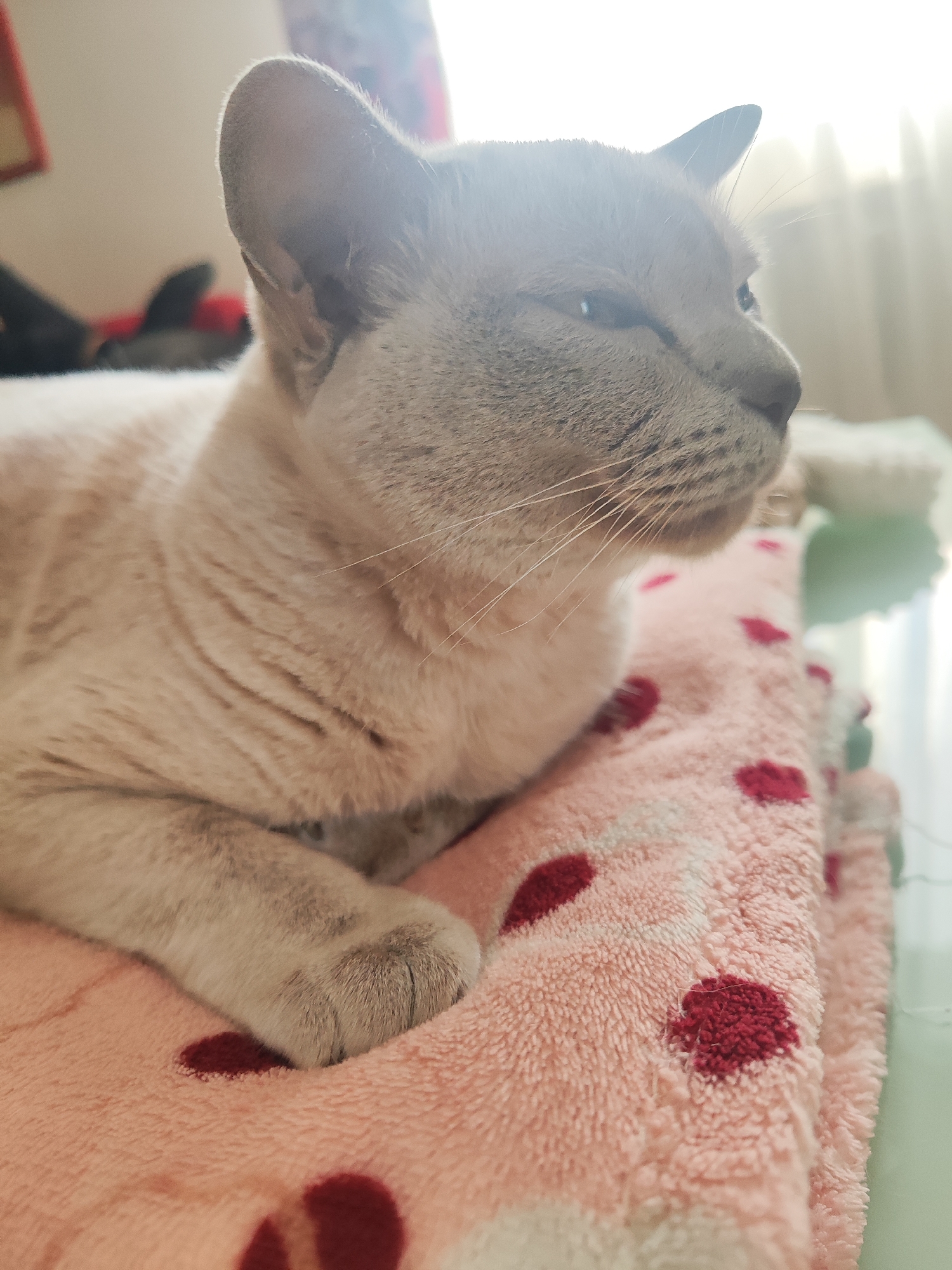 A close-up, eye-level shot shows a light gray cat lying on a pink blanket with red heart shapes. The cat is facing to the right, with its head tilted slightly upwards. The cat's left paw is visible, resting on the blanket. The background is blurred, with soft light coming from the right, suggesting natural light from a window. The overall scene is domestic and appears to be indoors. There are no discernible elements that place the image in Gvardeysk, Russia.