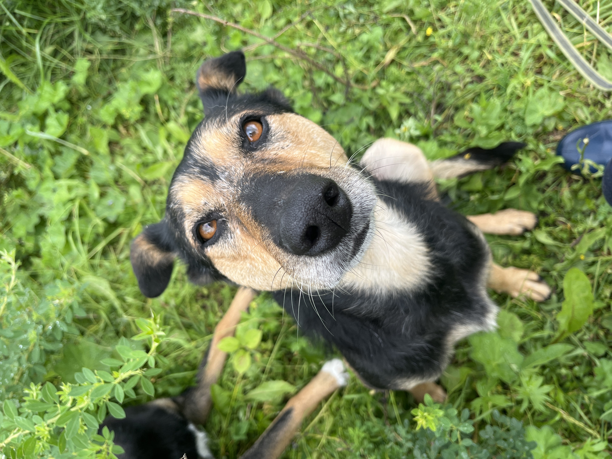 The overhead shot shows a medium-sized dog lying in green grass. The dog has black, tan, and white fur. Its head is turned towards the camera, and its eyes are looking up. Its nose is wet and black, and its mouth is slightly open. The dog appears alert and possibly playful, with its paws in the air. The background is out of focus but shows more green grass and some scattered leaves or debris. A blue shoe and part of a yellow and grey strap are visible in the upper right corner of the image. The scene suggests an outdoor setting, possibly a park or backyard, on a bright day given the visible lighting. No text is visible in the image.