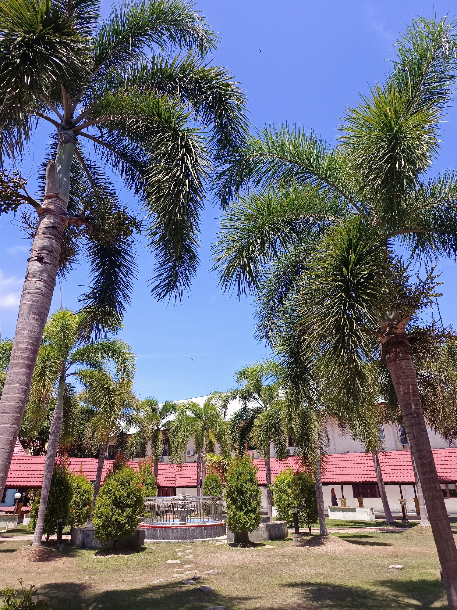 A medium-shot, eye-level outdoor photograph captures a cluster of tall palm trees framing a low-rise building with red-tiled roofs. The palm trees, with their feathery fronds and textured trunks, dominate the foreground and midground, casting dappled shadows on the grassy area below. In the midground, a small decorative fountain sits within a circular enclosure, surrounded by manicured evergreen shrubs and paving stones. The building, partially visible behind the vegetation, appears to be a single-story structure with white walls and a prominent red roofline. The sky is a clear, vibrant blue with a few wispy clouds. The overall scene suggests a tranquil, tropical environment, possibly a resort or a residential complex in the city of Mesjid Reuntoh, Indonesia. No people are present in the photograph.