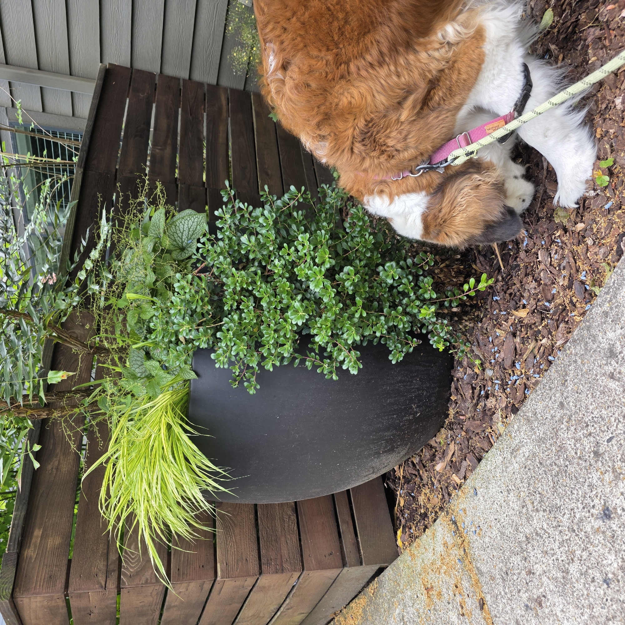 A St. Bernard dog with brown and white fur is sniffing at the ground near a large black planter filled with various green plants. The planter is situated on a wooden deck. In the background, there is a house with gray siding. The scene appears to be outdoors, possibly in a backyard or patio area. The lighting suggests it is daytime. The dog is wearing a pink collar and a leash is visible. The ground around the planter is covered in mulch and some small blue objects, possibly pest control pellets. The overall atmosphere is calm and domestic. There is no visible text in the image.