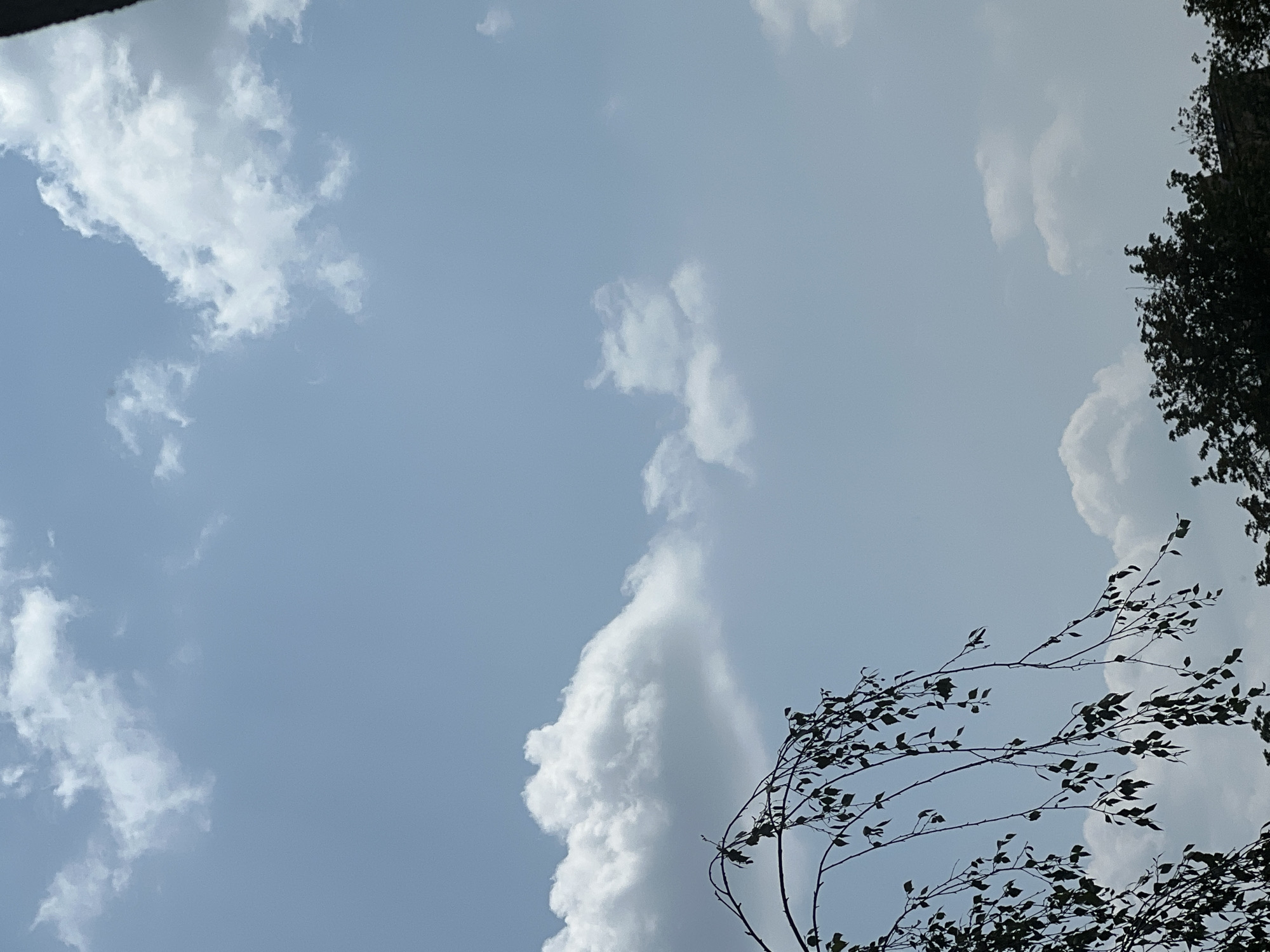 A vertical, eye-level shot captures a bright, partly cloudy sky over Warsaw, Poland. The sky is a light blue, with scattered white cumulus clouds. In the lower left portion of the frame, a tree branch with sparse green leaves hangs down from the top, silhouetted against the sky. The rest of the image is dominated by the sky, with some darker tree tops visible at the very bottom edge, suggesting a park or a residential area. No people or specific landmarks are visible, providing a generalized view of an outdoor environment in the city.