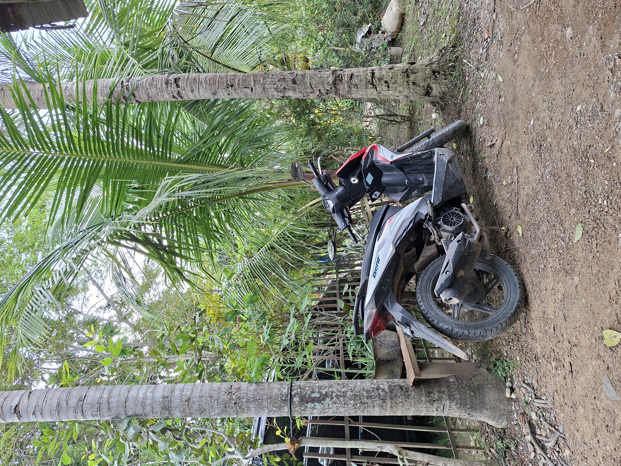This image depicts an outdoor scene in Meunasahreudeup, Indonesia, featuring a motorcycle amidst lush tropical vegetation. A black, red, and white scooter, identified by the visible text "BEAT" on its side, lies on its left side on a dirt and gravel path. Its front wheel is slightly turned, and the rear wheel and engine components are clearly visible.
The scene is framed by two tall coconut palm trees with textured trunks. Their long, green fronds extend across the top and left side of the frame, indicating a dense canopy and suggesting a bright, daytime setting with diffused sunlight. In the background, a thick growth of various green plants, bushes, and trees creates a natural and somewhat wild environment. Through the foliage, a dark metal fence or gate can be partially seen.
The ground is unpaved, consisting of reddish-brown dirt mixed with small stones and pebbles, along with scattered dry leaves and sparse patches of grass. A wooden plank rests near the rear of the fallen scooter. There are no people visible, and no specific activity is taking place; the scooter appears to be either parked or to have fallen over in this natural setting. The overall impression is one of a quiet, tropical locale under fair weather conditions.