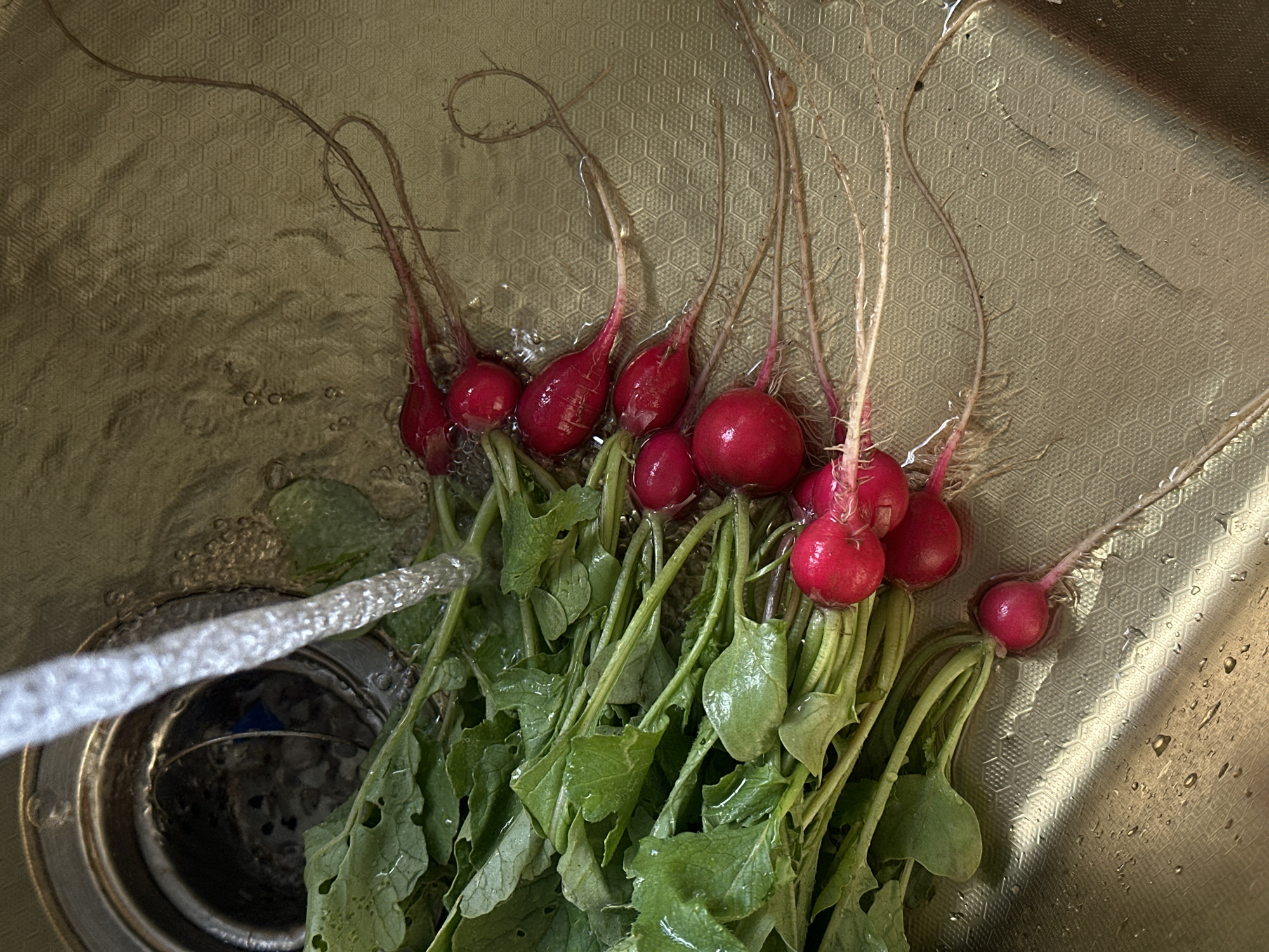 The image presents an overhead view of a quantity of fresh radishes being rinsed under a stream of water in a kitchen sink. Approximately ten to twelve bright red radishes, varying slightly in size from spherical to ovoid, are clustered on the left and center-right. Each radish is attached to vibrant green leafy tops, some of which exhibit minor insect damage or tears, and long, thin, pale root tails that extend across the wet, textured sink surface.
A strong, clear stream of water from an unseen faucet impacts the center of the scene, creating ripples and small bubbles as it flows over the radishes. The sink itself is a light, possibly beige or tan, metallic surface, distinctively embossed with a repetitive hexagonal pattern.
In the upper-left quadrant, a circular, metallic sink drain is visible, partially submerged in water. Its interior appears dark and contains some indeterminate light-colored debris or residue, along with a faint blue object. The entire scene is wet, with water pooling in the sink and adhering to the radishes and leaves. No people or other explicit identifiers of a specific geographical location are visible within the image.