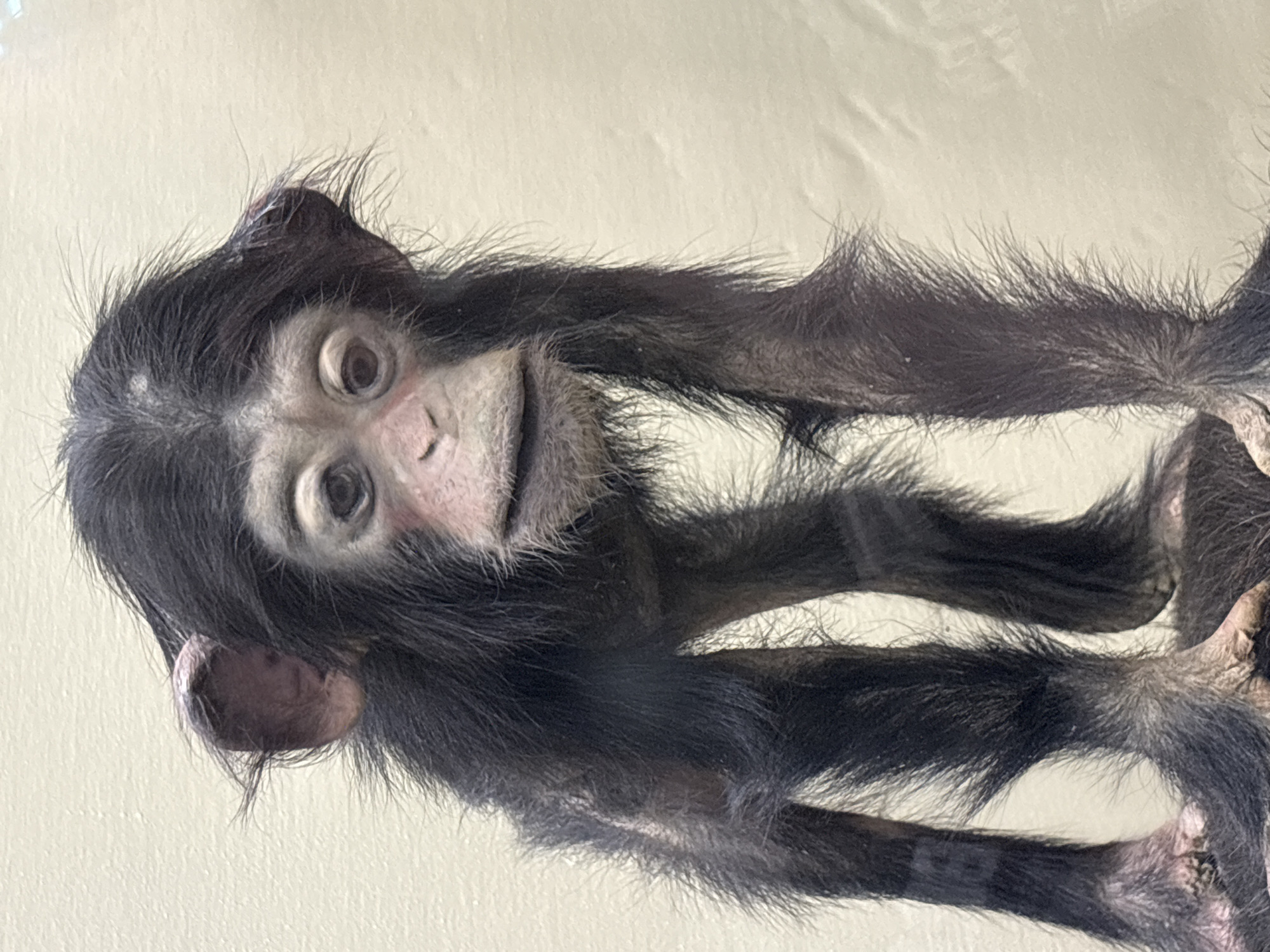 The image shows a taxidermied chimpanzee infant, standing upright against a plain, light-colored background. The chimpanzee has dark, shaggy fur and a pale face with prominent ears. Its eyes are open and dark, and its mouth is slightly ajar, revealing its teeth. The chimpanzee's limbs are long and slender, and its feet appear to be resting on a surface that is not fully visible. The lighting is even, and there are no shadows, suggesting a studio or museum setting. The image is cropped to focus on the chimpanzee, with a portion of the background visible on the right side. There is no discernible location in Saint Petersburg, Russia, or any other specific geographical context.