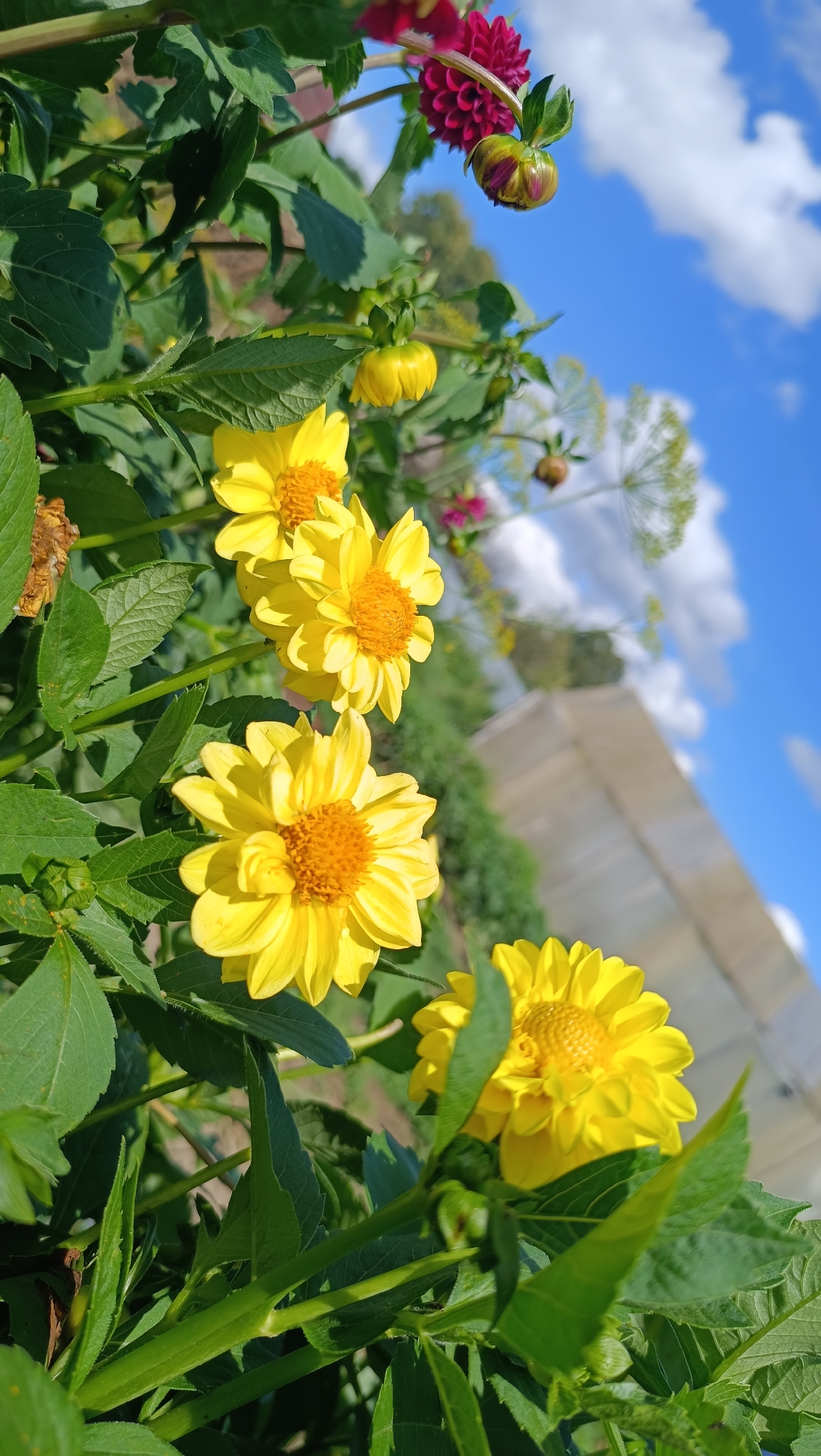 This is a close-up, angled outdoor photograph of a cluster of yellow dahlia flowers in full bloom, set against a bright blue sky with scattered white clouds. The flowers are vibrant yellow with orange centers, and their petals are tightly packed and slightly curved. Lush green leaves and stems are prominent in the foreground and surrounding the flowers, some of which appear slightly wilted. In the background, out of focus, are more dahlia flowers in shades of magenta and burgundy, along with delicate, feathery green foliage and a hint of a greenhouse structure. The lighting suggests a sunny day. The image does not depict any people or specific actions. The location is not specified as Karsha, Russia, or any other city.