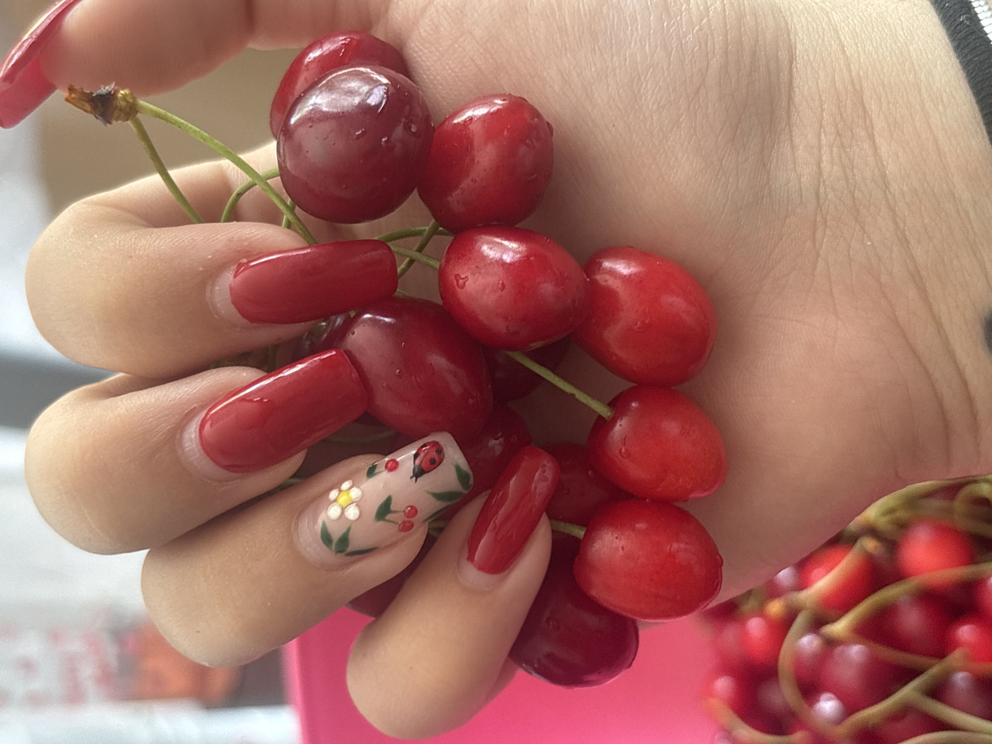 A hand with long, red manicured nails is holding a cluster of red cherries. One nail has a design of a white flower and a ladybug. Some of the cherries appear wet or shiny. The cherries are predominantly red, with some darker shades. Another cluster of cherries is visible in the background, partly obscured. The background is blurred, suggesting a shallow depth of field. The location in the city of Lom, Bulgaria is not discernable.