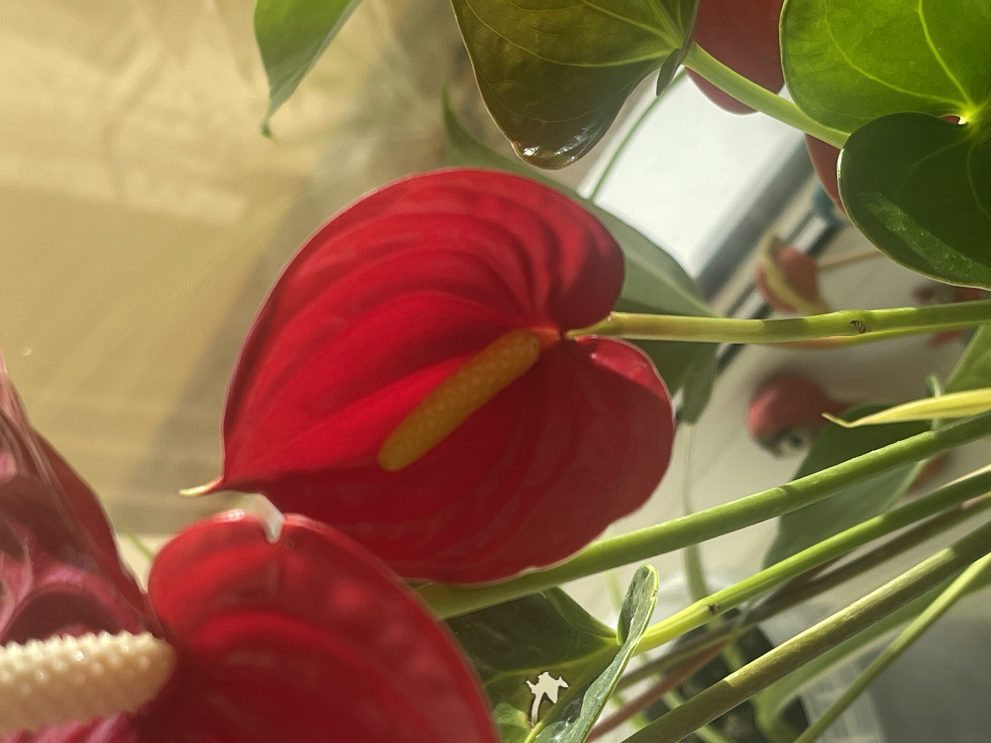 A close-up, well-lit photograph captures a vibrant red anthurium flower. The flower's waxy, heart-shaped spathe is prominent, with a bright yellow spadix emerging from its center. The spathe is slightly cupped, revealing the spadix and its textured surface. Several green leaves and stems are visible in the foreground and background, some in sharp focus and others softly blurred. The light suggests an indoor setting, possibly near a window, casting subtle shadows and highlighting the glossy texture of the petals and leaves. The background is a diffused, warm yellow, possibly indicating a curtain or wall illuminated by sunlight. There are no people or discernible urban elements in the image, making it impossible to determine a specific location within Minsk, Belarus, or any city for that matter. The scene is static and focuses solely on the botanical subject.