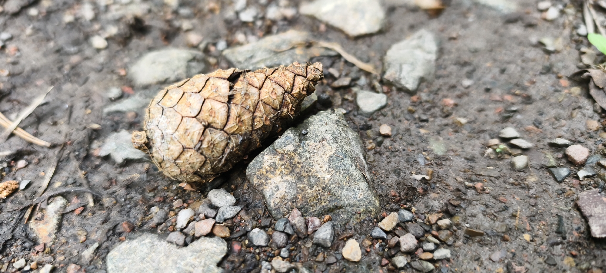 The image shows a close-up view of a single pinecone resting on damp, rocky ground. The pinecone is brown and appears to be partially open, with visible scales. It is positioned next to a larger, greyish rock. The ground is composed of soil, small pebbles, and scattered leaves, some of which are damp. The overall scene suggests an outdoor environment, likely in a natural setting. There are no people or animals visible in the image. The location is identified as being in the city of Krasnoyarsk, Russia, which is known for its coniferous forests and natural landscapes.