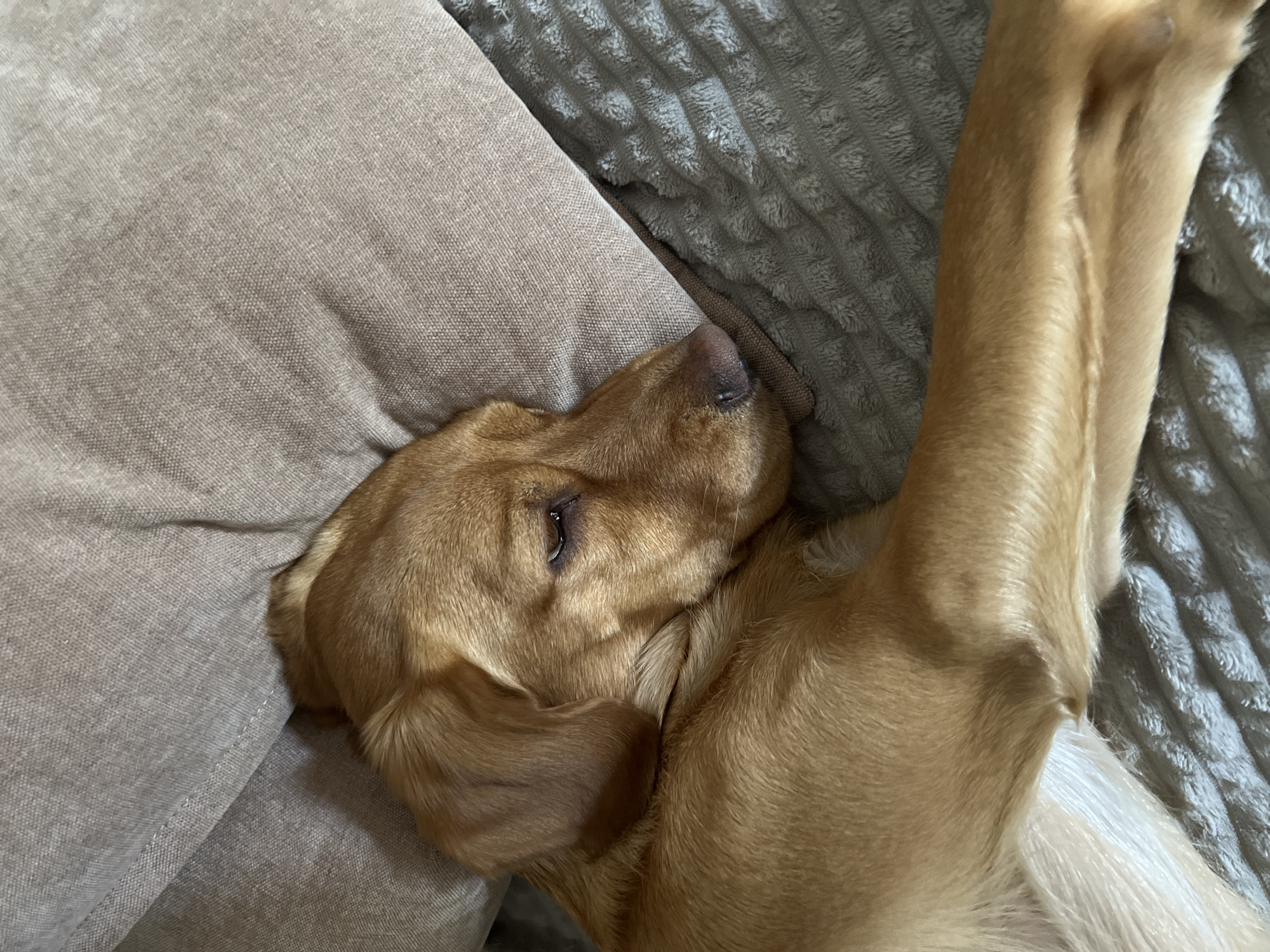 A golden Labrador Retriever dog is sleeping on a couch. The dog's head rests on a beige cushion, while its forelegs are stretched upwards onto a gray textured blanket. The dog appears relaxed. It is not possible to confirm the location of this image to be in the city of Chaikovsky, Russia.