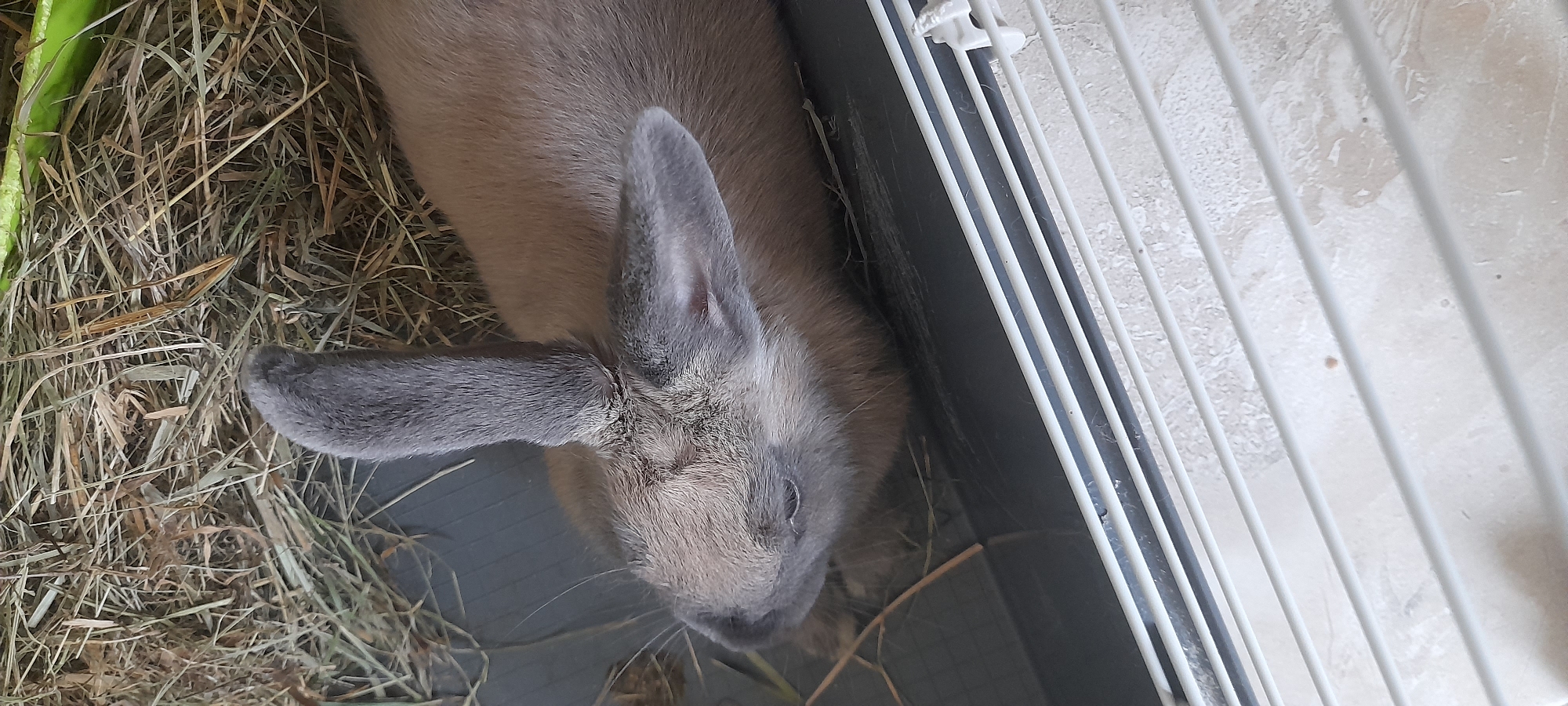 A rabbit is resting in a cage with hay. The rabbit has grey ears and a light brown body. It is lying on its side, with its head turned towards the left. The hay is dry and appears to be Timothy hay, commonly fed to rabbits. The cage appears to be made of plastic and metal. The background is out of focus, but appears to be a light-colored tiled surface.