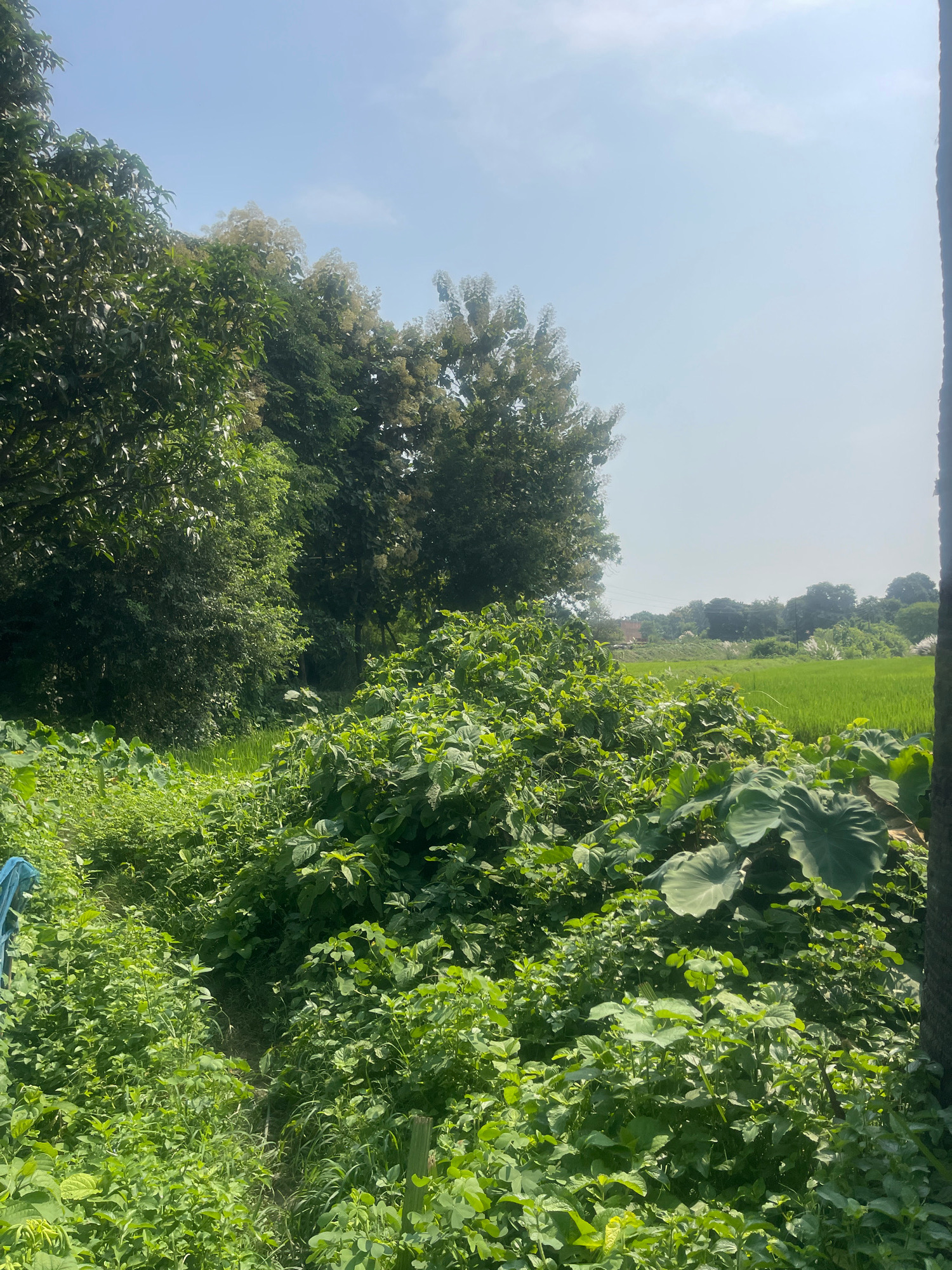 A vertical, eye-level, full shot captures a lush, overgrown field in Bojhi, India, on a clear, sunny day. The foreground is dominated by dense, green vegetation, including large, broad leaves and smaller leafy plants. A narrow, winding dirt path, partially obscured by the foliage, leads into the scene from the left. Tall trees with dark green leaves line the left and middle ground, creating a dense canopy that casts shadows. Beyond the vegetation, a bright green rice paddy stretches into the distance, bordered by more trees and a few distant structures. The sky is a pale blue with a few wispy clouds. The overall impression is one of untamed natural growth and rural landscape.