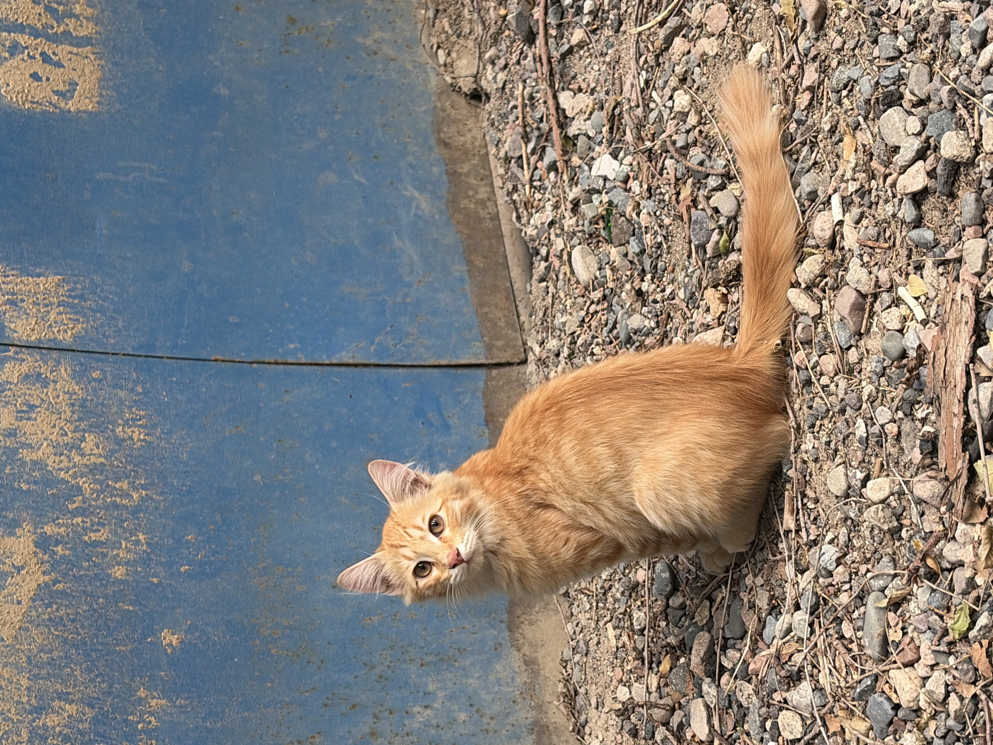 A ginger kitten with large ears and bright eyes is sitting on a surface covered in small stones and twigs. The kitten is facing left, looking directly at the camera. Behind the kitten is a weathered, vertical blue metal surface with some yellow and brown markings. The ground appears to be a dirt and gravel area. The scene is outdoors. It is impossible to determine the specific location in Almaty, Kazakhstan from the image.