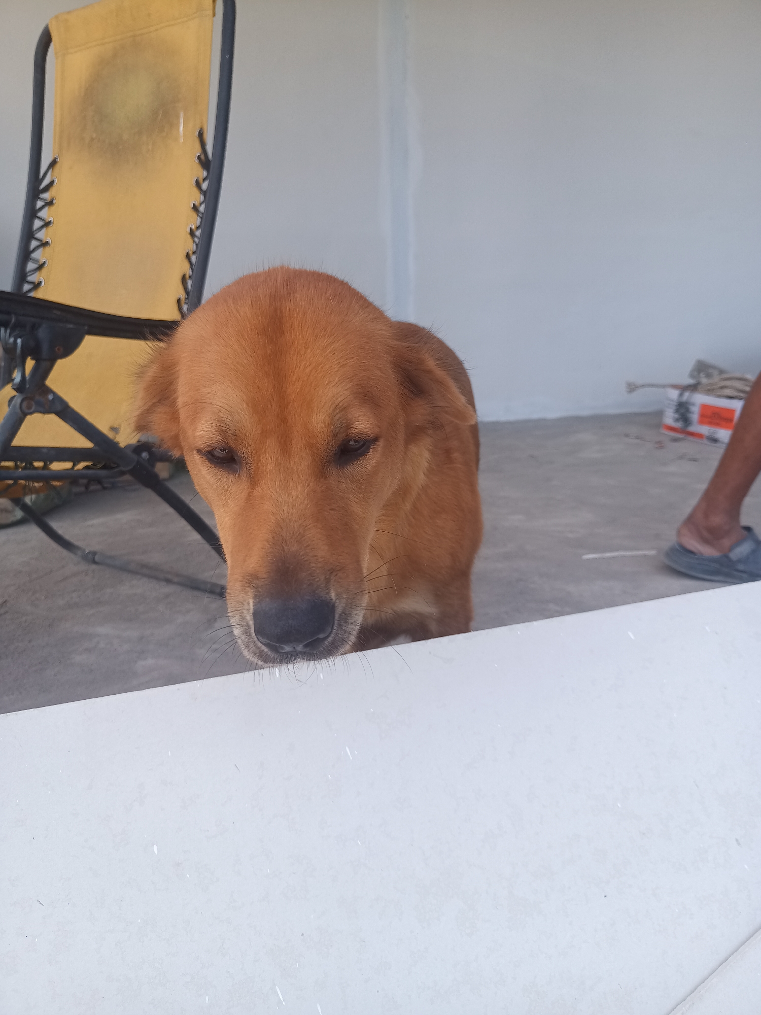 A brown dog is the central subject, positioned in front of a white, slightly textured surface that appears to be a low wall or ledge. Behind the dog, to the left, is a folding chair with a yellow fabric back. A concrete floor extends back to a light gray wall. A human leg wearing a blue slipper is visible in the background to the right, along with a cardboard box and rope. The location is Moo 4, Thailand.