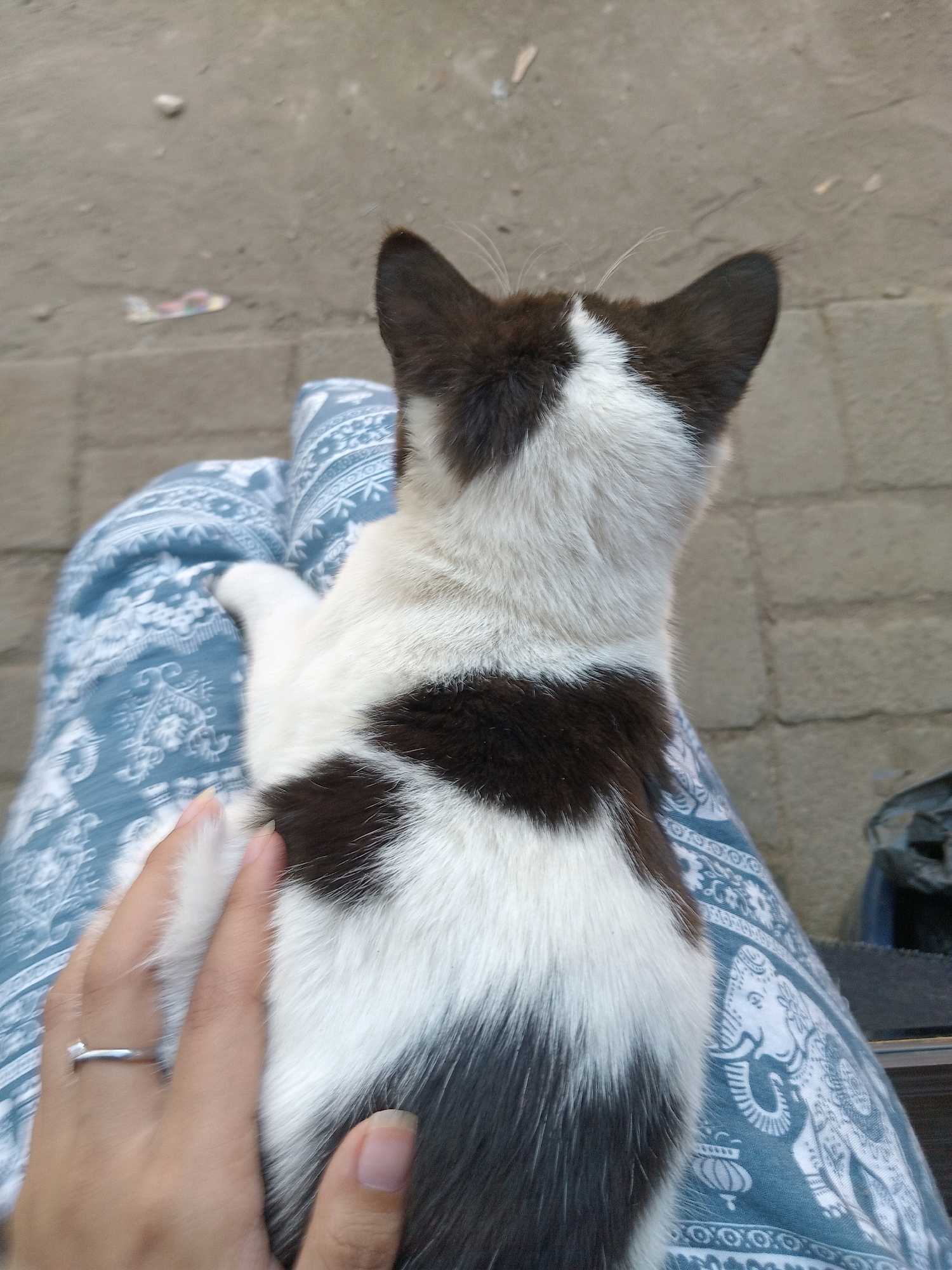 A person is sitting on the ground in Claket, Indonesia, with a black and white cat on their lap. The cat is facing away from the camera. The person is wearing blue patterned pants with an elephant motif. The ground is covered in concrete tiles and dirt. There is a small colorful object resembling a toy airplane on the ground in the background. A hand wearing a silver ring is gently touching the cat's fur.