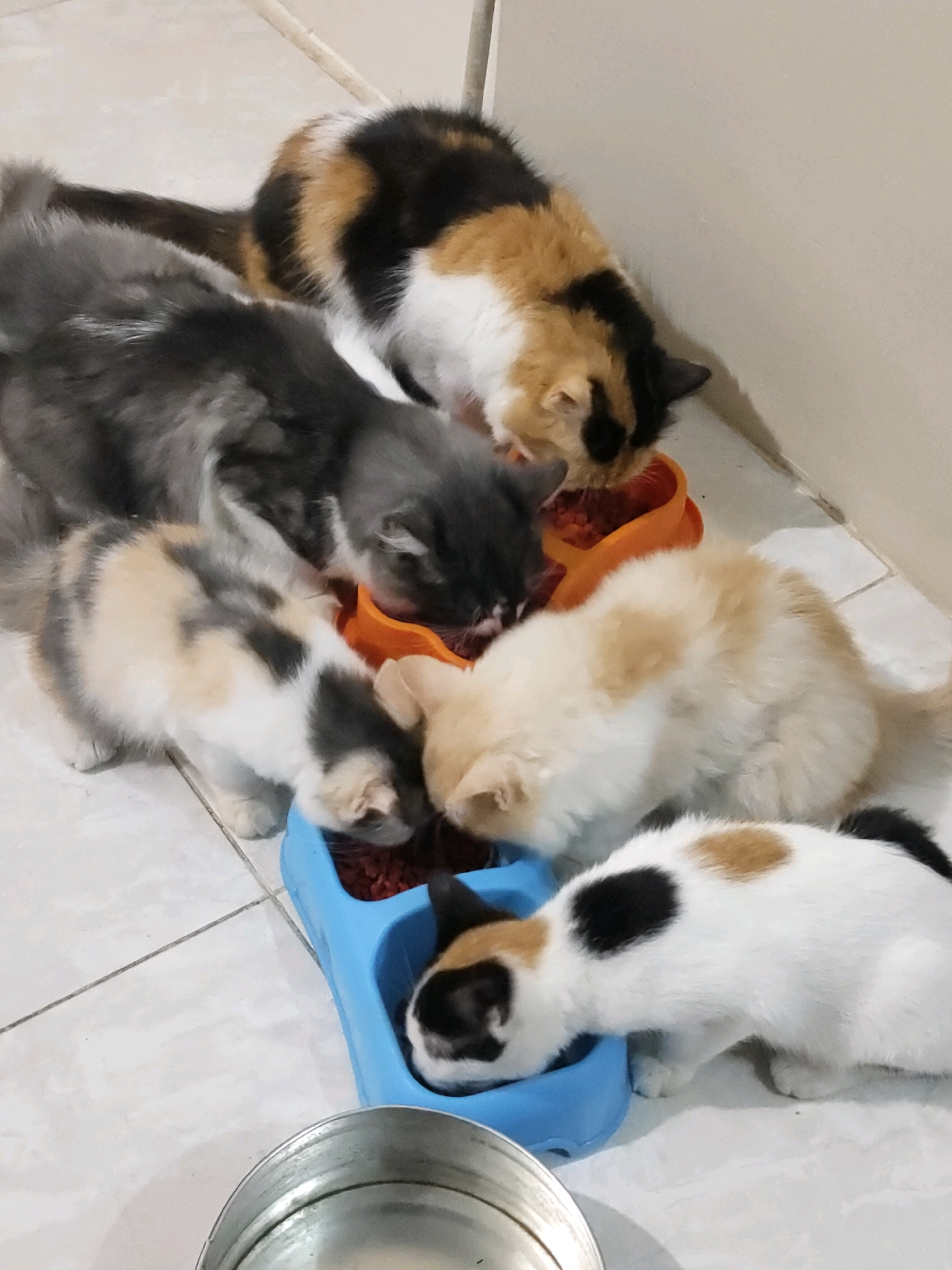 Six cats, appearing to be kittens and young adults, are gathered around two feeding bowls on a tiled floor. One orange bowl contains dry kibble, and the other blue bowl also holds kibble. The cats exhibit various coat patterns, including calico, grey and white, and predominantly white with black and orange markings. They are actively eating from the bowls, positioned in a close huddle. The environment appears to be an indoor domestic setting, possibly a kitchen or hallway, with a light-colored wall in the background. A metal bowl, empty, is visible in the foreground. No people are present in the image. The scene does not contain information that can be used to determine its location in Probolinggo, Indonesia.
