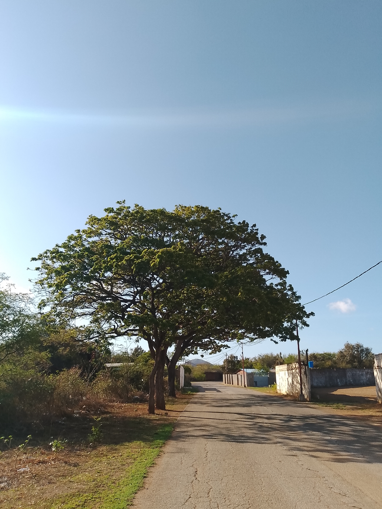 The image depicts a rural road in Santa Ana, Venezuela, under a clear blue sky. A large, leafy tree dominates the left side of the frame, casting shadows across the asphalt road. The road stretches into the distance, lined with low-lying vegetation and a wall on the right. A few utility poles are visible, along with scattered debris on the side of the road. The scene suggests a quiet, possibly arid environment.