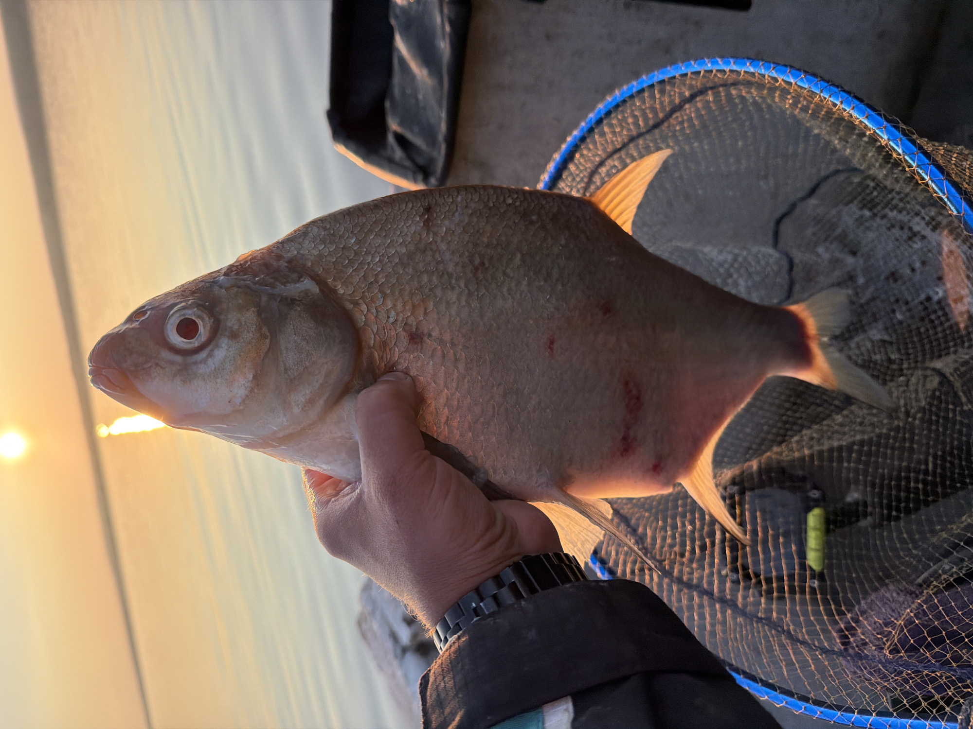 An individual's hand, wearing a black wristwatch, holds a large, freshly caught fish above a fishing net. The fish is pale with visible scales and some reddish marks. The background shows a tranquil body of water reflecting the warm glow of a setting or rising sun, with a thin horizon line. The environment appears to be outdoors, likely near a body of water, possibly during a fishing expedition. The overall scene suggests the successful outcome of a fishing trip, possibly on the Kama River near Chaikovsky, Russia, given the sunlight and water conditions often observed in that region during the golden hour.