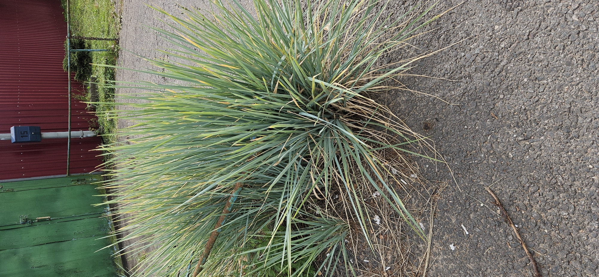 In Vitsebsk, Belarus, on a paved surface, a thick clump of tall, green, grass-like vegetation dominates the foreground. The grass has slender, pointed leaves, with some appearing dry and yellowed, particularly towards the base and scattered on the ground. A rusty, weathered metal pipe, possibly blue in places, is partially visible, lying horizontally within the vegetation. Behind the grass, a weathered green wooden gate is visible on the left, with a metal latch and hinges. To the right of the gate, a corrugated red metal fence extends across the background. Mounted on a metal pole in front of the red fence is a dark blue mailbox with the number "15" prominently displayed on its front. Beyond the fence, a patch of green grass and some foliage is visible. The paved ground in the foreground is textured and appears to be asphalt, with scattered dry leaves and small pieces of debris.