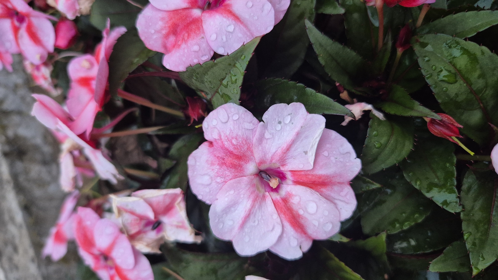 A close-up, vertical shot captures a cluster of pink impatiens flowers after a rainfall. Water droplets cling to the petals, which exhibit streaks of a deeper pink and white. The flowers are surrounded by dark green, glossy leaves. In the upper left corner, a blurred grey surface suggests a stone wall. The scene is devoid of human presence. This image was taken in Lovech, Bulgaria.