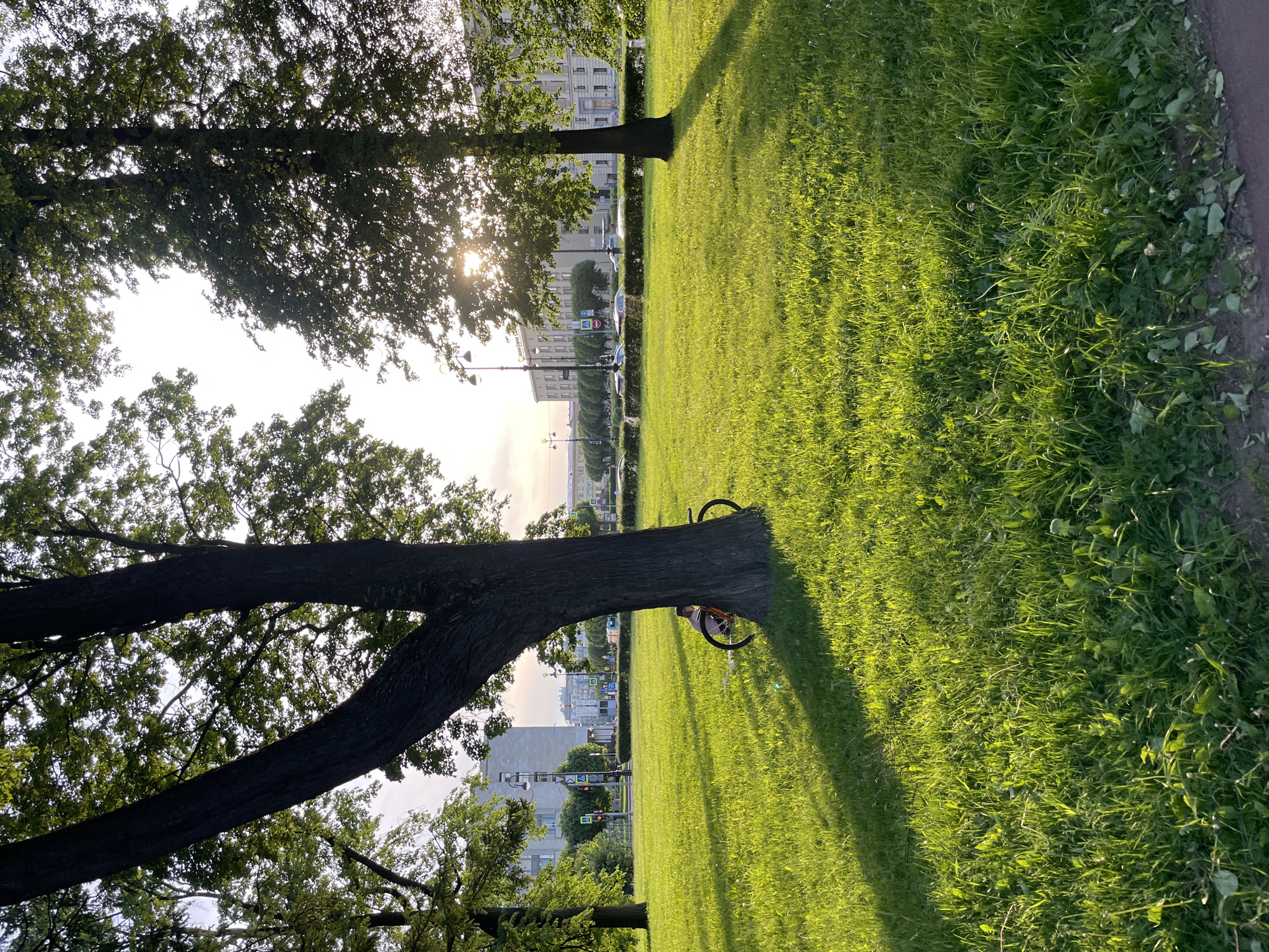 The image depicts a park scene adjacent to a city street, illuminated by late afternoon or early evening sunlight, specifically located on Marata Street in Saint Petersburg, Russia, evidenced by "ул. МАРАТА" and "ОЛИМПИЙСКИЕ НАДЕЖДЫ" (Olympic Hopes) visible on a background building.
In the foreground, a vibrant expanse of well-maintained green grass occupies the lower two-thirds of the frame, characterized by direct sunlight on the left half and areas of shadow cast by trees on the right. The grass exhibits varying blade lengths and some interspersed weeds. A darker dirt edge marks the bottom of the frame on the right.
In the midground, a prominent, large deciduous tree with a thick, dark brown trunk dominates the left-center, splitting into two substantial branches higher up. Leaning against its base on the right side is a bicycle, partially obscured, with its rear wheel and part of its light-colored frame visible. Partially concealed behind the tree's trunk, a single individual is seated or resting on the ground. Only their head, shoulders, and back are visible, suggesting a dark cap and a lighter-colored garment. Another tree trunk is partially visible to the far left. On the right, a third tree stands with sunlight filtering through its dense green foliage, casting a long shadow diagonally across the grass to the left.
The background reveals a bustling urban environment. A multi-lane street, partially obscured by a low green hedge, stretches horizontally across the scene. Several parked and potentially moving automobiles are visible along the street. A series of dark-colored streetlights with ornate designs line the thoroughfare. Two sets of active traffic lights with visible red, yellow, and green signals, along with pedestrian signals, are present. Various street signs, including a blue parking 'P' symbol, are identifiable. Beyond the street, multi-story, light-colored stone or stucco buildings with numerous windows and architectural detailing extend into the distance. The sky above is bright and clear, with the low sun positioned behind the trees on the right, creating a strong lens flare and backlighting effect.