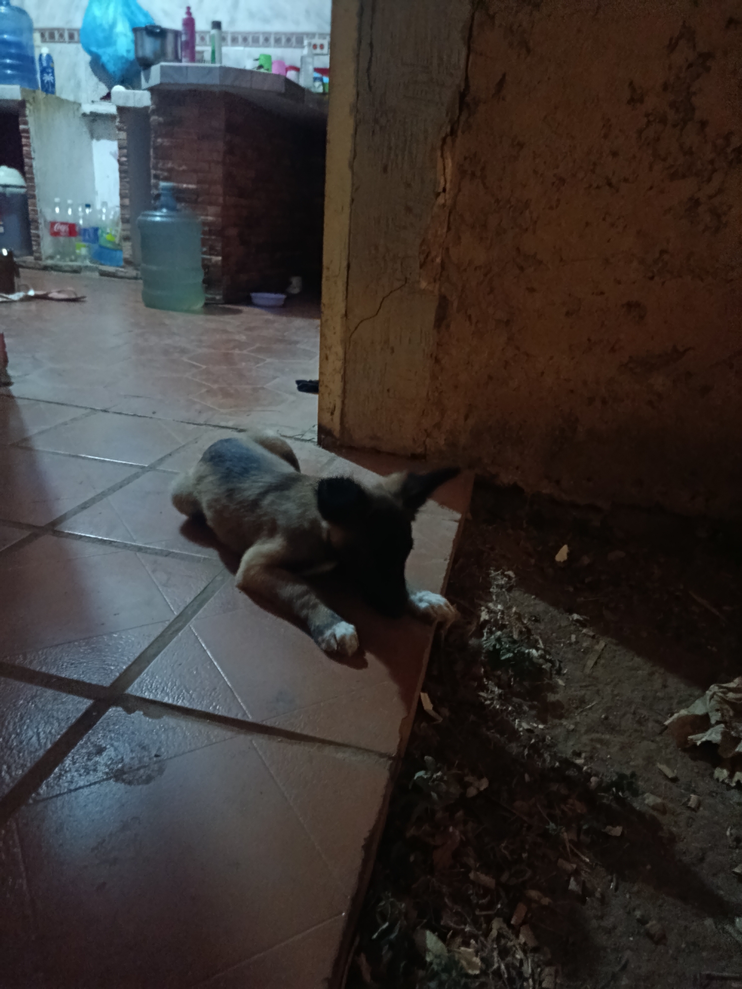 The image shows a puppy lying on a tiled floor next to a wall. The location is a building in Juan Griego, Venezuela. The puppy is mostly brown with black markings on its head and back. The tiled floor is brown and shiny. The wall is made of rough, dark material. The environment is dim.