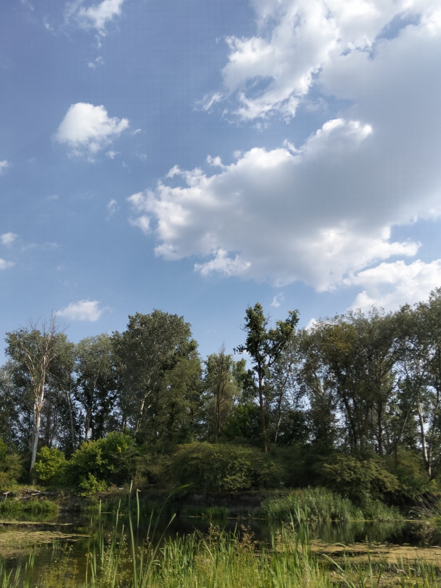 The image depicts a serene natural landscape with a focus on a body of water and its surrounding vegetation. A calm, dark-colored body of water occupies the lower portion of the frame, with a light green film of algae visible on its surface in some areas. Tall, green reeds and other aquatic plants rise from the water, particularly along the foreground and to the right. Behind the water, a dense line of trees and shrubs forms a natural barrier. The trees vary in height and foliage density, with some appearing tall and slender and others broader with fuller canopies. The leaves are predominantly green, suggesting a temperate climate during the growing season. The background consists of a bright blue sky dotted with fluffy white clouds, indicating fair weather. The scene is devoid of any human presence or man-made structures, presenting an untouched natural environment. This specific scene is located in the city of Ustyvytsia, Ukraine.