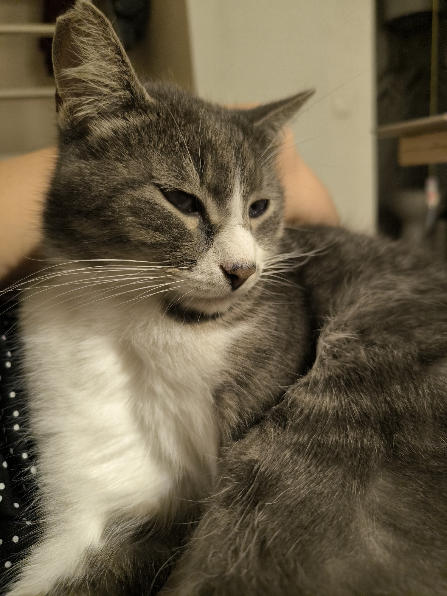 A close-up, eye-level shot shows a gray and white domestic cat resting comfortably in someone's lap. The cat's fur is soft and slightly fluffy, with distinct gray tabby markings on its head and back, and a white chest and belly. Its eyes are partially closed, giving it a sleepy or relaxed expression. The cat's whiskers are prominent and white. The person's arm, which is supporting the cat, is visible in the background and appears to be bare. The cat is resting on a black fabric with white polka dots. The background is out of focus, with hints of shelves and possibly a window, suggesting an indoor setting. There is no information to suggest this scene is located in Sochi, Russia.