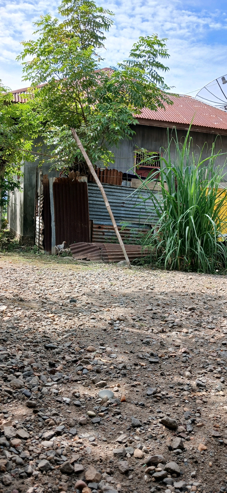 The image depicts an outdoor scene in Darussalam, Indonesia. The foreground is a gravelly path with scattered stones of various sizes and colors. In the midground, there is a cluster of tall green grass to the right, and to the left, a small white and gray chicken is visible near some corrugated metal structures. Behind the metal sheets, a grey building with a red corrugated roof is partially obscured by a leafy green tree. A satellite dish is visible on the roof of the building. A long, thin bamboo pole leans against the tree and extends down towards the ground. The sky above is blue with scattered white clouds.
