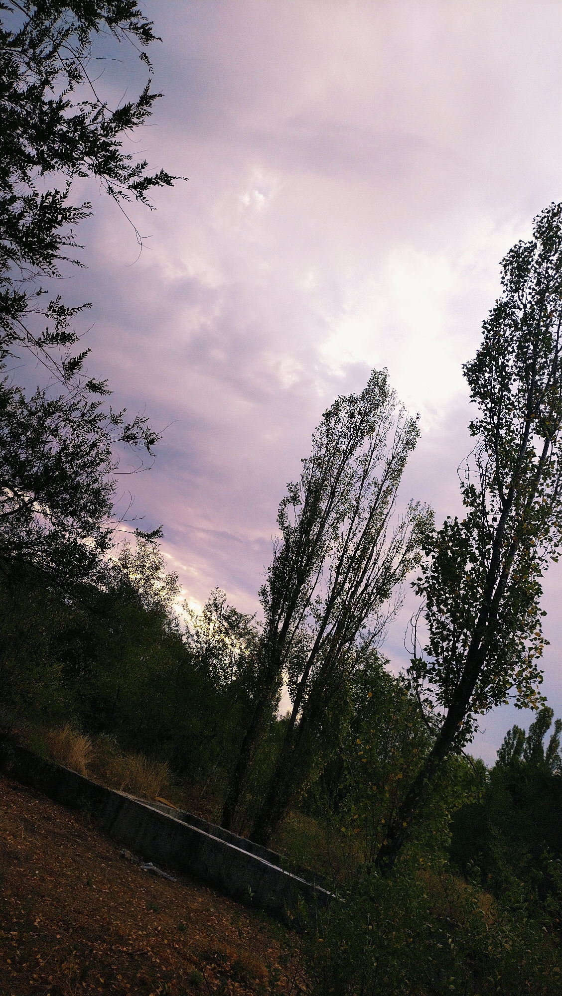 The image shows a view of the sky at dusk over a densely wooded area. Tall, slender trees dominate the foreground and midground, their branches silhouetted against a hazy, lavender-colored sky. A few of the trees appear to be leaning, possibly due to wind or the angle of the shot. Dark green foliage fills the lower portion of the frame, obscuring the ground in many areas. In the bottom left, a concrete structure, possibly a trough or channel, runs diagonally across the frame, partially covered by fallen leaves and dry grasses. The overall impression is one of a natural, somewhat overgrown landscape. The specific location in Horishni Plavni, Ukraine, is not discernible from the visual information provided. There are no people or animals present in the image.