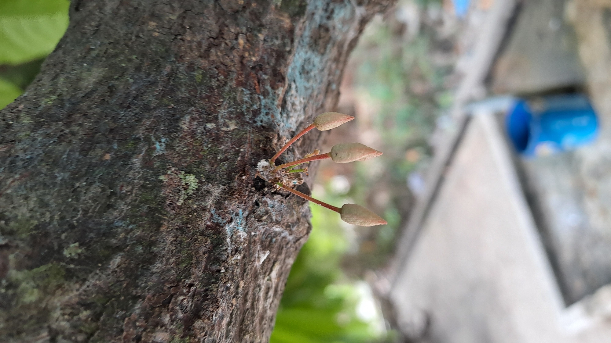 The image shows a close-up of three small, undeveloped fruits hanging from a tree branch. The branch is rough and dark, with some patches of green moss or lichen. A faint blue marking is visible on the bark. The fruits are conical in shape, with light brown skin and are suspended by thin reddish stems. In the blurred background, green foliage is visible, along with a paved area and a bright blue bucket. The scene appears to be outdoors, possibly in a garden or natural setting. There is no indication of specific location within Cotkuta, Indonesia.