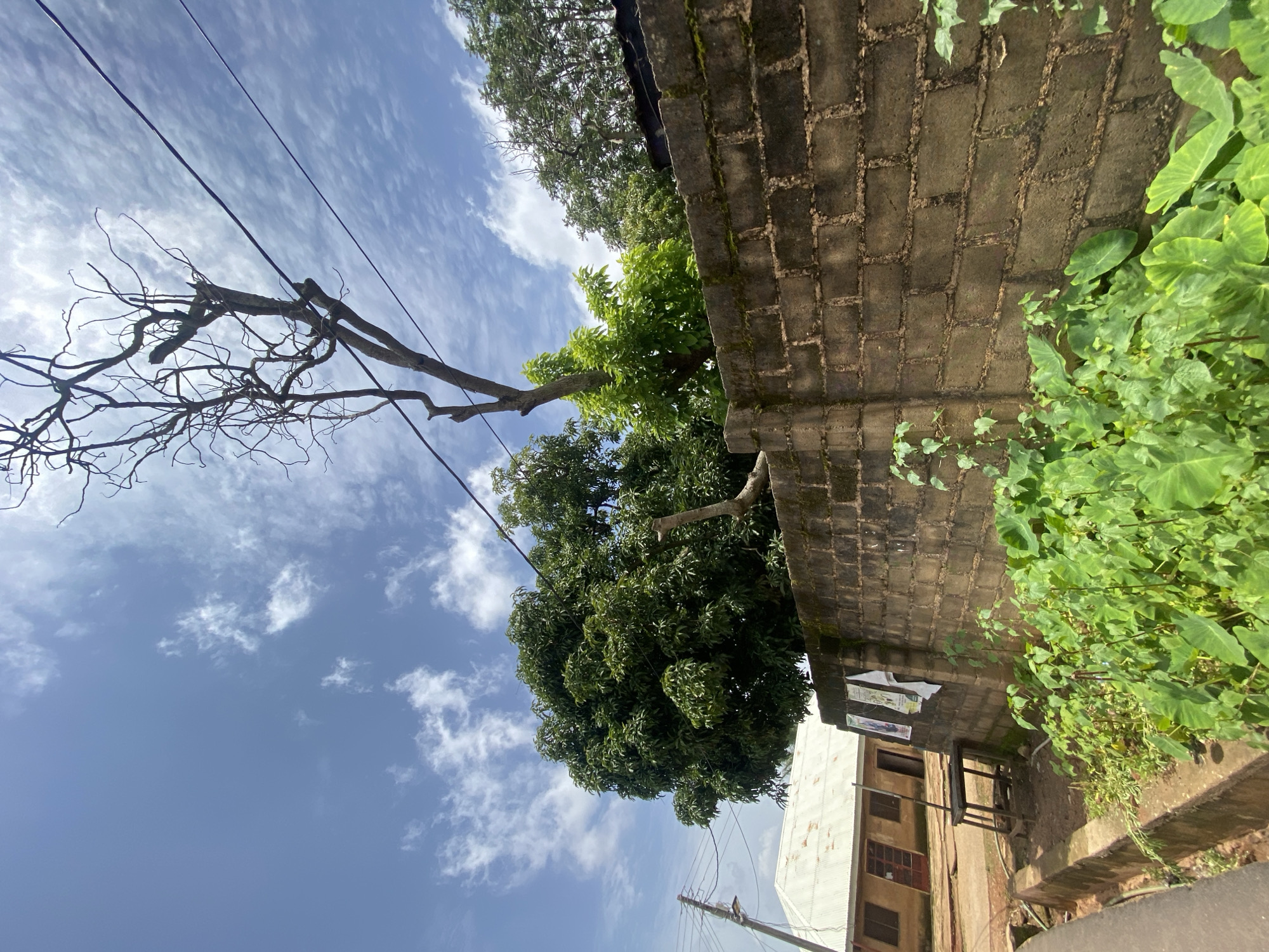 A wide-angle, low-angle shot captures an outdoor scene under a bright, partly cloudy sky. In the foreground, a wall constructed from rough, dark grey cinder blocks stretches across the frame, covered in patches of moss. Lush green vegetation, including large-leafed plants resembling taro, grows in front of and alongside the wall.
Behind the wall, several trees are visible. A large, dense green tree dominates the midground, its leaves full and verdant. To its right, a tall, bare, dead tree with intricate, skeletal branches reaches upwards, contrasting sharply with the living foliage. Further in the background, more green trees form a dense canopy.
To the left of the image, a building with a light-colored, corrugated metal roof is partially visible. The building appears to be a single-story structure with windows. A wooden table with a bench sits in front of the building, near the wall. Three posters or cloths are affixed to the wall above the table. Electrical wires crisscross the sky above the trees and building.
The scene suggests a residential or community area in Gura Top, Nigeria, characterized by its lush vegetation, simple architecture, and the presence of overhead electrical infrastructure. The image is static, with no discernible human activity.