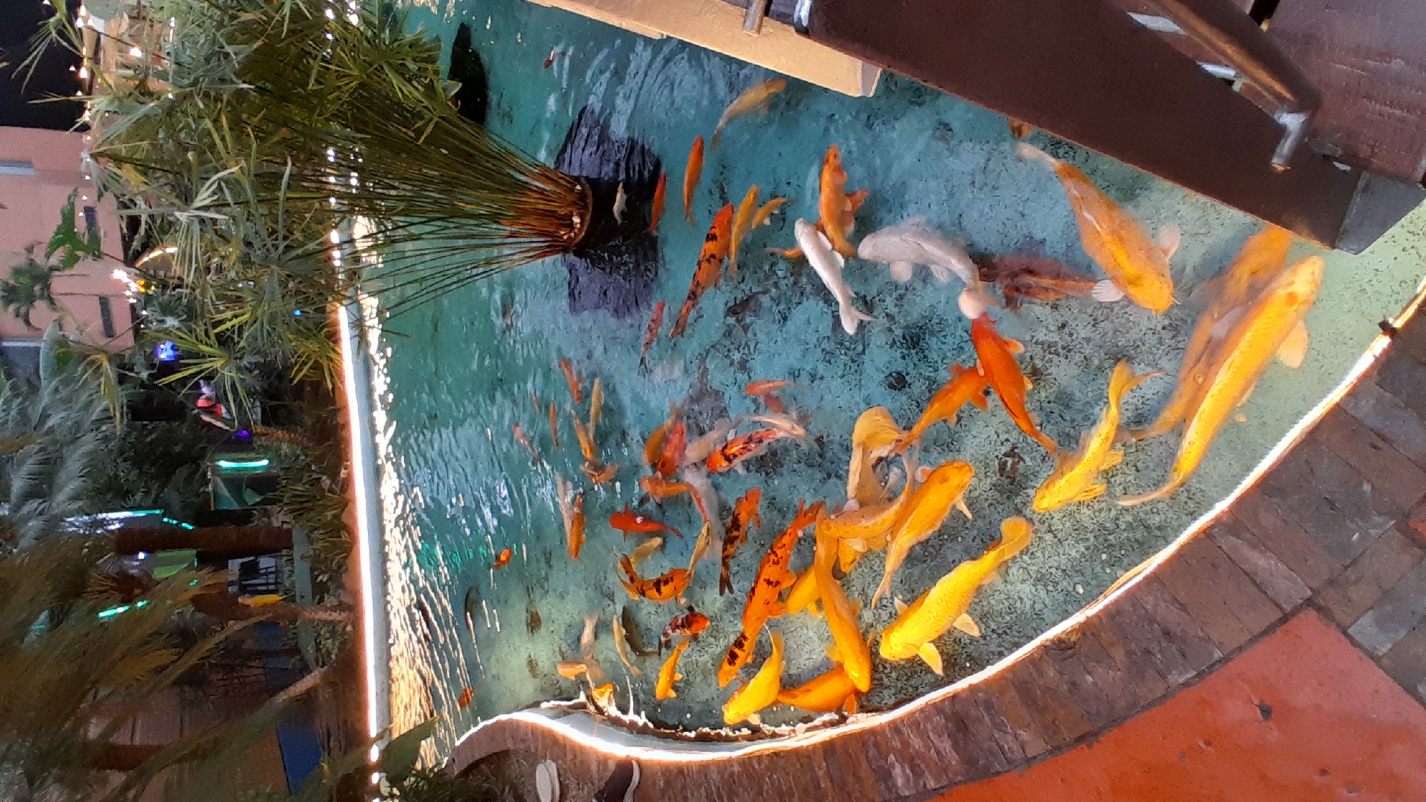 The image shows a vibrant koi pond filled with numerous orange, white, and black koi fish swimming in clear blue water. The pond is surrounded by a brick border and illuminated by soft white lights along its edge, creating a warm glow. In the background, lush green palm trees and other tropical foliage are visible, along with hints of buildings and colorful lights, suggesting an outdoor setting possibly in a restaurant or resort area. One person's shoe is visible on the left edge of the image, stepping onto the brickwork. The overall scene is tranquil and visually appealing, capturing a moment of natural beauty within a developed area. The location is identified as Pampatar, Venezuela.