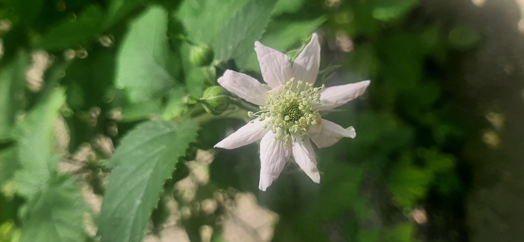 A close-up, vertical shot captures a delicate, pale pink flower with multiple petals and a bright green, fuzzy center. The flower is in focus, while the surrounding foliage is blurred, creating a bokeh effect. Two small, green buds are visible just above and to the right of the flower. The background consists of lush, out-of-focus green leaves and some lighter, indistinct shapes that could be other flowers or light reflections. The lighting suggests it is daytime. This image was taken in Yessentukskaya, Russia.
