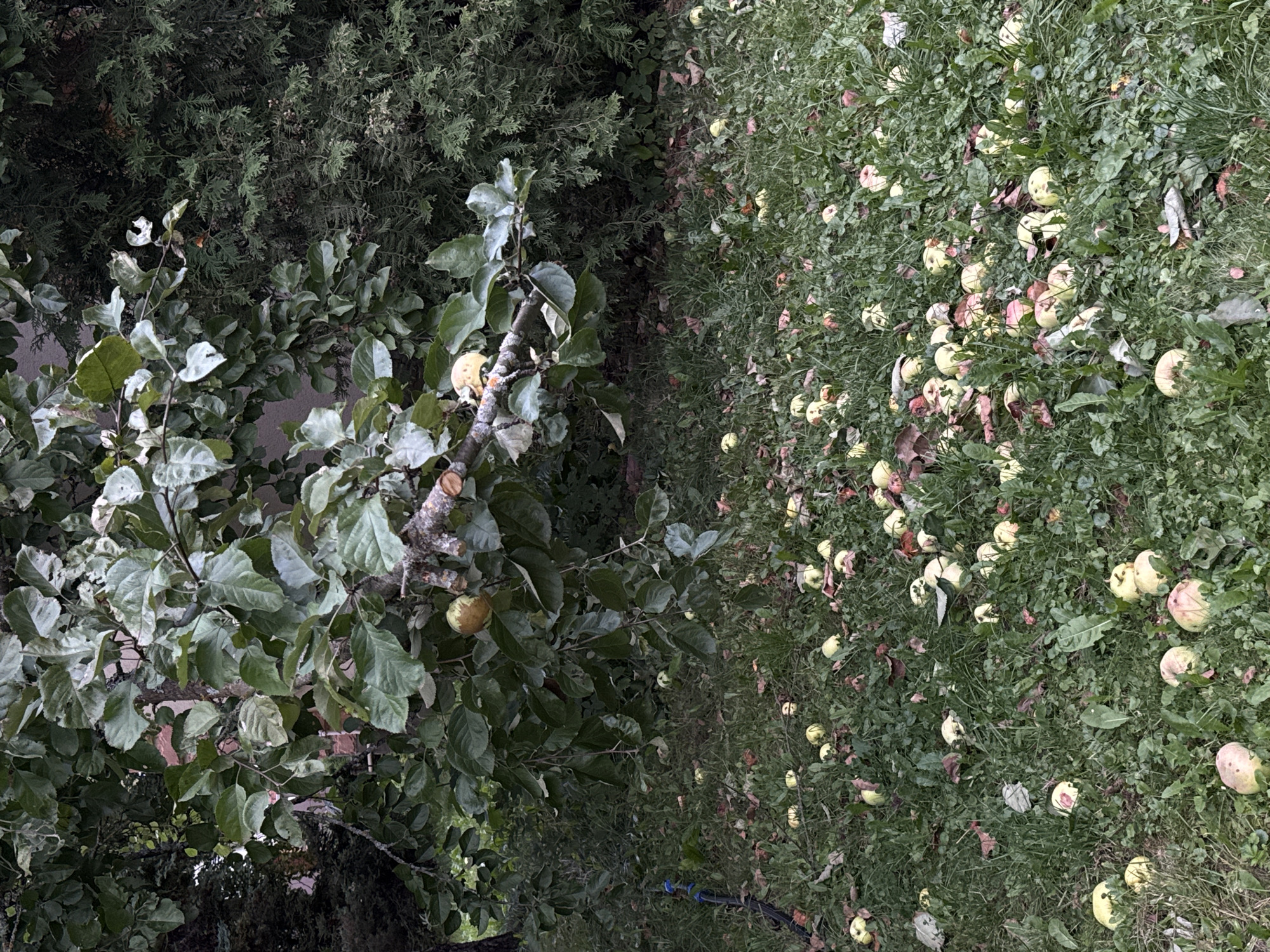 An overhead shot depicts an overgrown lawn in Khliupino, Russia, carpeted with numerous fallen apples beneath a mature apple tree. The apples, in various stages of ripeness and decay, are scattered across the grass and interspersed with fallen leaves. The tree branches, laden with green foliage, extend into the frame, casting shadows over the scene. A dark hose lies coiled on the ground to the left. The background features dense green foliage, possibly a conifer hedge. The overall impression is one of natural abundance and the cyclical process of the season.