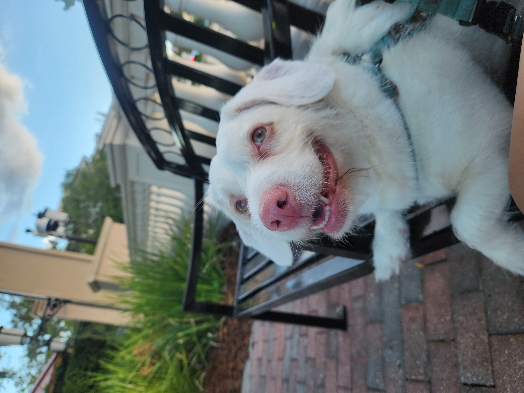A white dog with pinkish ears and nose is sitting on a black park bench outdoors. The dog is looking up and to the left with its mouth slightly open, showing its teeth. The bench is on a brick pathway, and there are green plants and a white railing in the background. The sky is blue with some clouds. The scene appears to be in a public park or an outdoor seating area in Altamonte Springs, Florida.