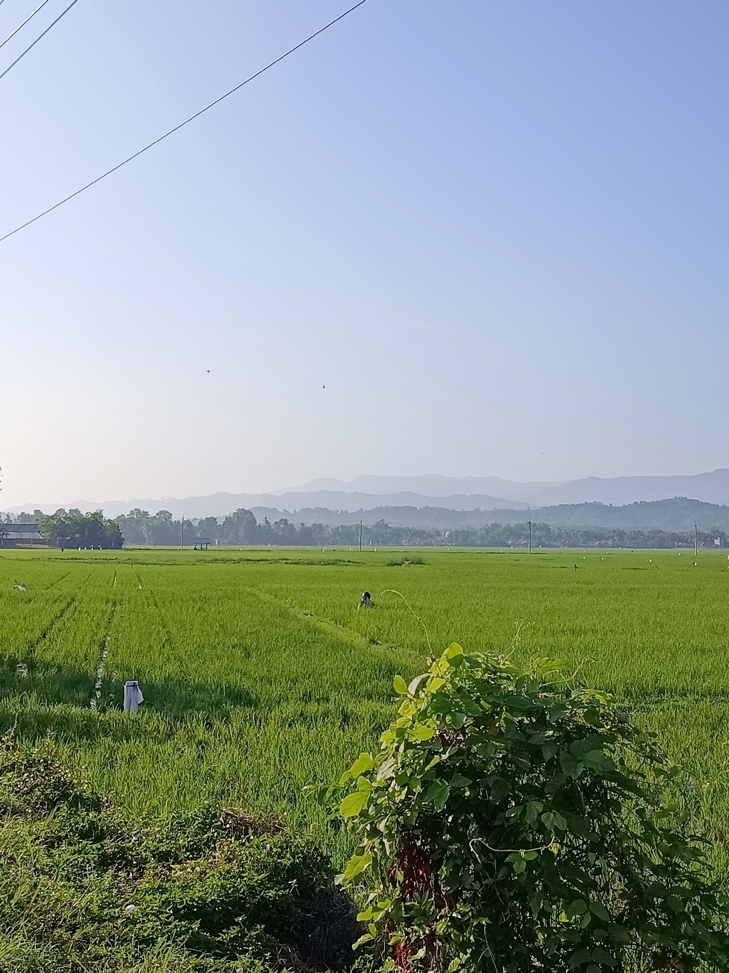 The image depicts a rural landscape in Kampung Jumpa, Indonesia, under a clear, pale blue sky. In the foreground, a thick cluster of green foliage with some reddish-brown stems dominates the right side of the frame. Beyond this, a vast, vibrant green rice paddy stretches towards the horizon, meticulously planted in rows. The paddy fields are dotted with various elements: a scarecrow-like figure draped in white fabric stands in the left mid-ground, and another dark figure is visible further into the field on the right. Several thin, vertical poles are scattered throughout the paddy, likely part of the agricultural setup. In the far distance, a line of lush green trees forms a dense border, behind which multiple layers of hazy, blue-green mountains recede. A small, simple structure, possibly a shelter or a hut, is situated within the treeline. The overall impression is one of peaceful, agricultural serenity.