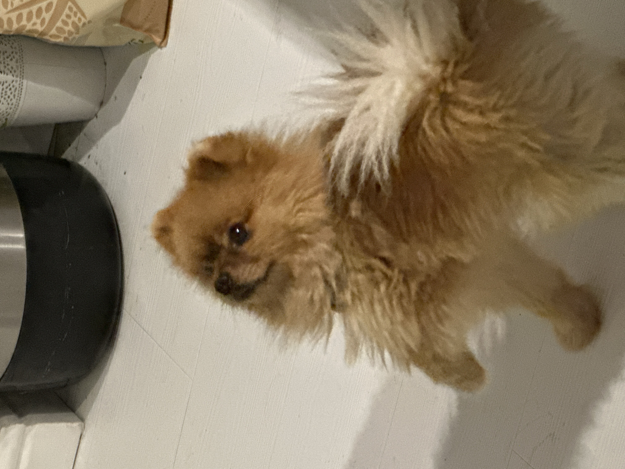 The scene depicts a small, fluffy dog, appearing to be a light brown and tan Pomeranian or similar breed, standing upright on its hind legs on a light-colored, possibly laminate or tiled floor. The dog's head is tilted slightly upwards and to the left, with its dark, reflective eyes fixed on an unseen point of interest, indicating an action of begging or intense curiosity. Its front paws are not visible, suggesting they are either tucked in or extended upwards out of frame.
In the upper left background, a large, dark grey or black cylindrical appliance with a metallic rim, possibly a slow cooker or pressure cooker, is visible, exhibiting minor surface scratches. To the left of this appliance, a white baseboard or wall corner is partially seen. Further to the right in the background, a white, textured planter or decorative pot is present. Adjacent to this planter, a light brown fabric bag with a repeating pattern of lighter-colored leaves or grains is partially visible. Small dark specks, possibly debris or dirt, are scattered on the floor in the background area. The scene is illuminated by an unseen light source, casting visible shadows from the dog and the background objects onto the floor. This indoor domestic setting is located in the city of Asenovgrad, Bulgaria.