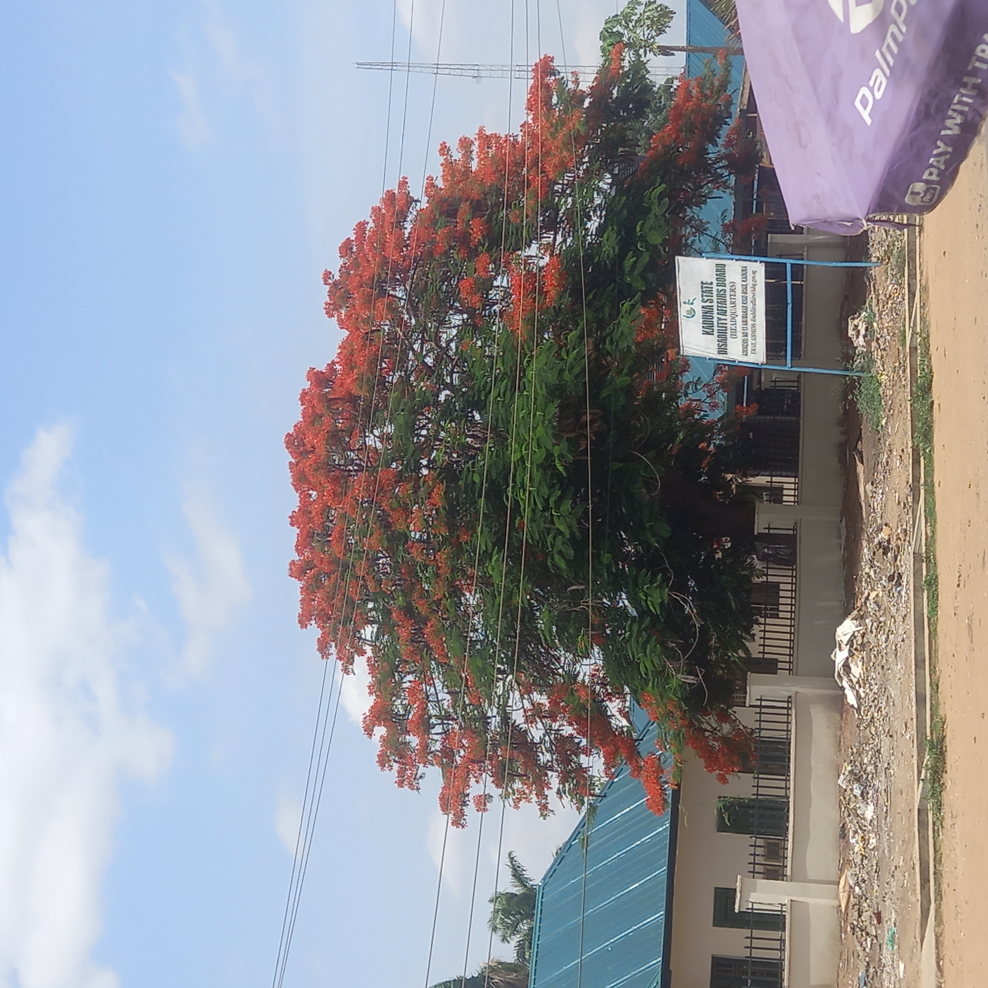The image shows a building, likely an office, identified by a sign that reads "KADUNA STATE DISABILITY AFFAIRS BOARD (HEADQUARTERS)" with an address in Kaduna, Nigeria. A large tree with bright red flowers dominates the view, partially obscuring the building. Overhead electrical wires are visible. A "PalmPay" sign stands to the right. Debris litters the ground. The sky is blue with scattered clouds.