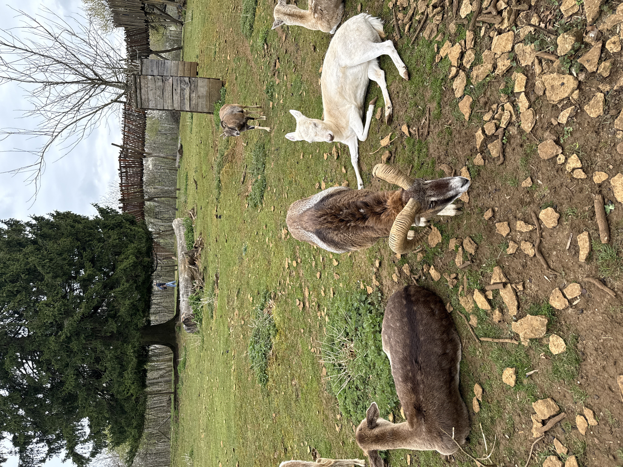 The image depicts a grassy, partially rocky field, populated by several deer and sheep. A large ram with curved horns lies near a white deer lying on its side. Other deer and sheep are standing or lying in the background. The field is bordered by a wooden fence and some trees. In the background, a building or structure is visible. The image was taken in Esch-sur-Alzette, Luxembourg.