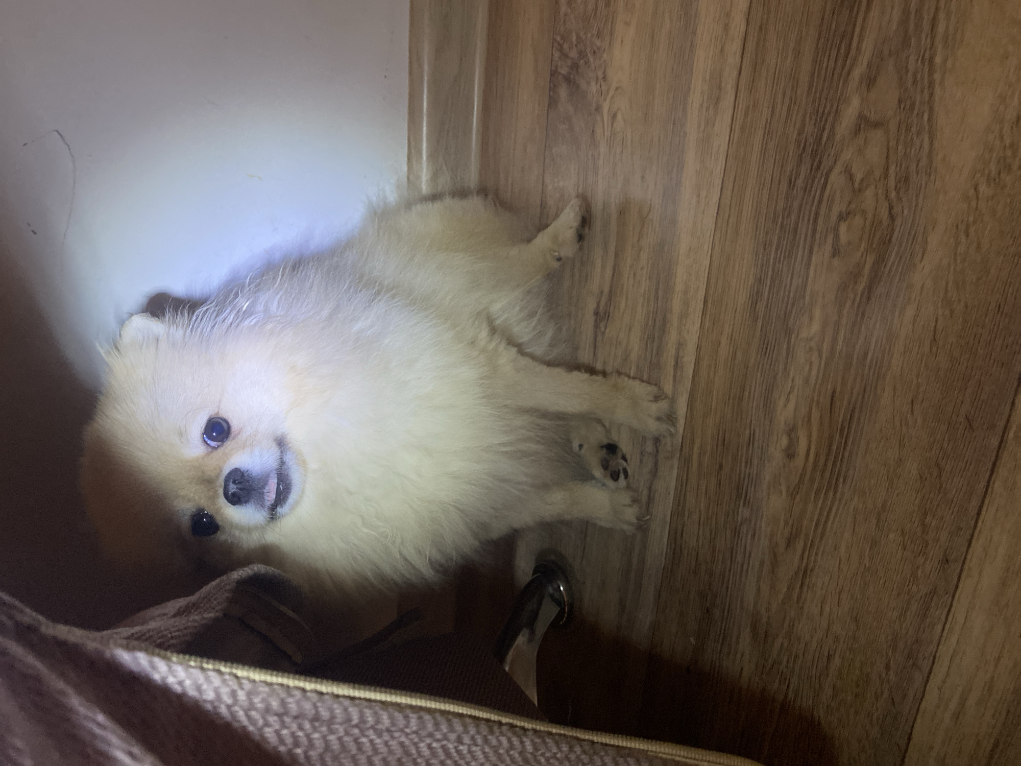 A tan Pomeranian dog is lying on a brown wooden floor with its head facing the camera. The dog is mostly inside of a brown, textured bag with a silver handle. A white wall is to the dog's left. The dog's tongue is slightly visible.