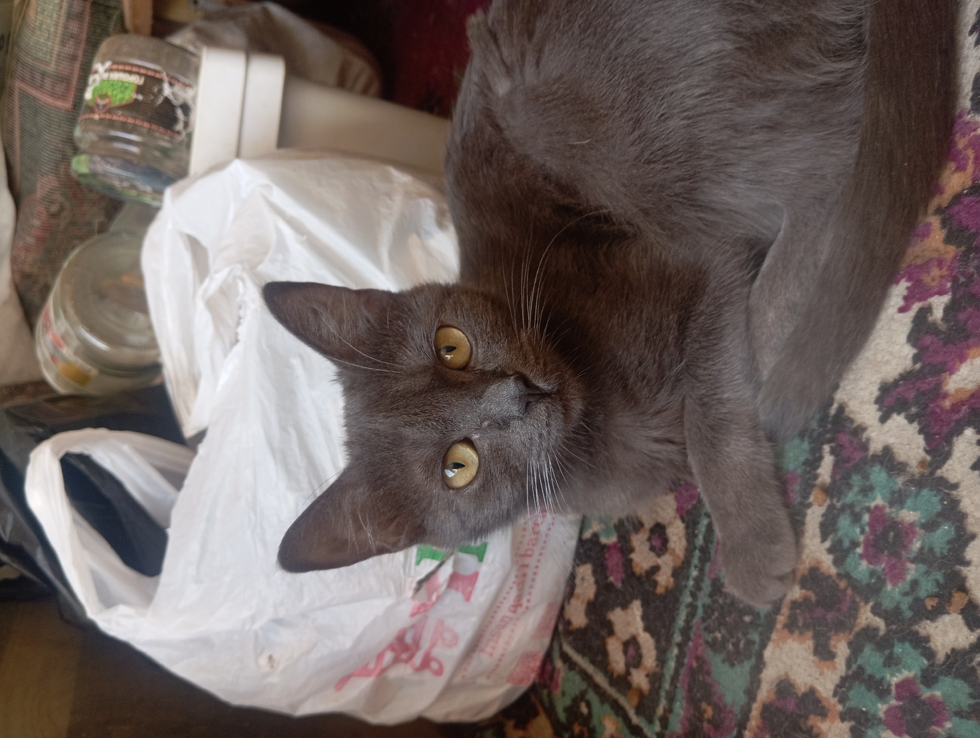A medium shot captures a grey cat lying on a patterned rug. The cat, facing the camera, has bright yellow eyes, white whiskers, and upright ears. In the background, a large white plastic bag is prominent, partially obscuring some glass jars and containers. The lighting suggests an indoor setting, possibly a home in Nurabad, Uzbekistan. The overall scene is focused on the cat, with the background elements providing context to its immediate surroundings.