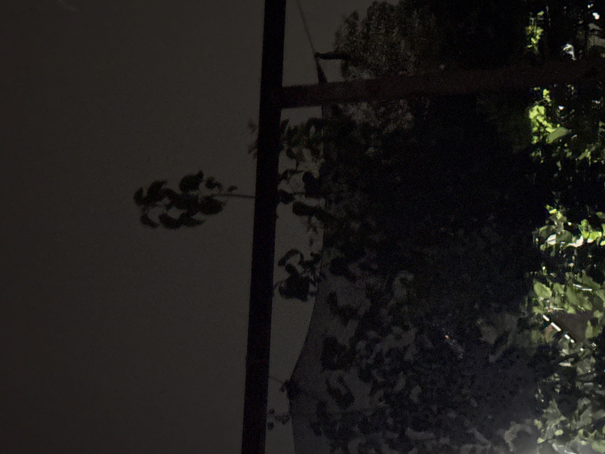 A solitary, thin tree with sparse leaves stands silhouetted against a dark, hazy sky. Below it, a dark, dense mass of foliage obscures the ground and any potential structures. A horizontal, dark railing or beam stretches across the mid-section of the image, separating the upper portion with the tree from the lower, overgrown vegetation. The lighting is dim, suggesting nighttime or a very overcast day, with some faint green glow emanating from the lower foliage. The scene appears to be an outdoor, possibly garden or yard area in a location that is not discernible beyond being outside in Vostok, Kyrgyzstan. There are no visible people or active events.