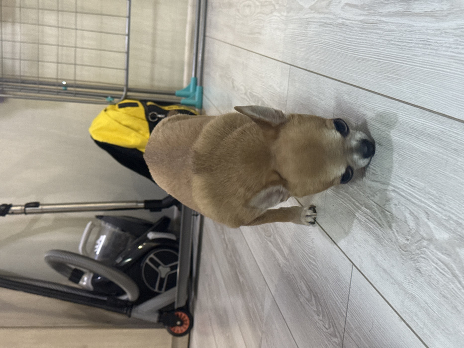 The image captures an indoor scene in Votkinsk, Russia. A small, fawn-colored, short-haired dog, consistent with a Chihuahua breed, occupies the central foreground. The dog is positioned with its head lowered, nose directed towards the light-colored, laminate wood plank flooring, suggestive of sniffing or close examination of the surface. Its ears are upright, and all four paws are visible on the floor. In the background, to the left, a grey and black kick scooter with an orange front wheel is visible, partially behind a black and silver canister vacuum cleaner. To the right, a bright yellow bag with black accents rests on the floor. Further to the right, a section of a silver metallic grid structure, possibly a drying rack or enclosure, is present, featuring two turquoise plastic feet at its base. The background walls are light-colored and indistinct. No human subjects are visible within the frame.