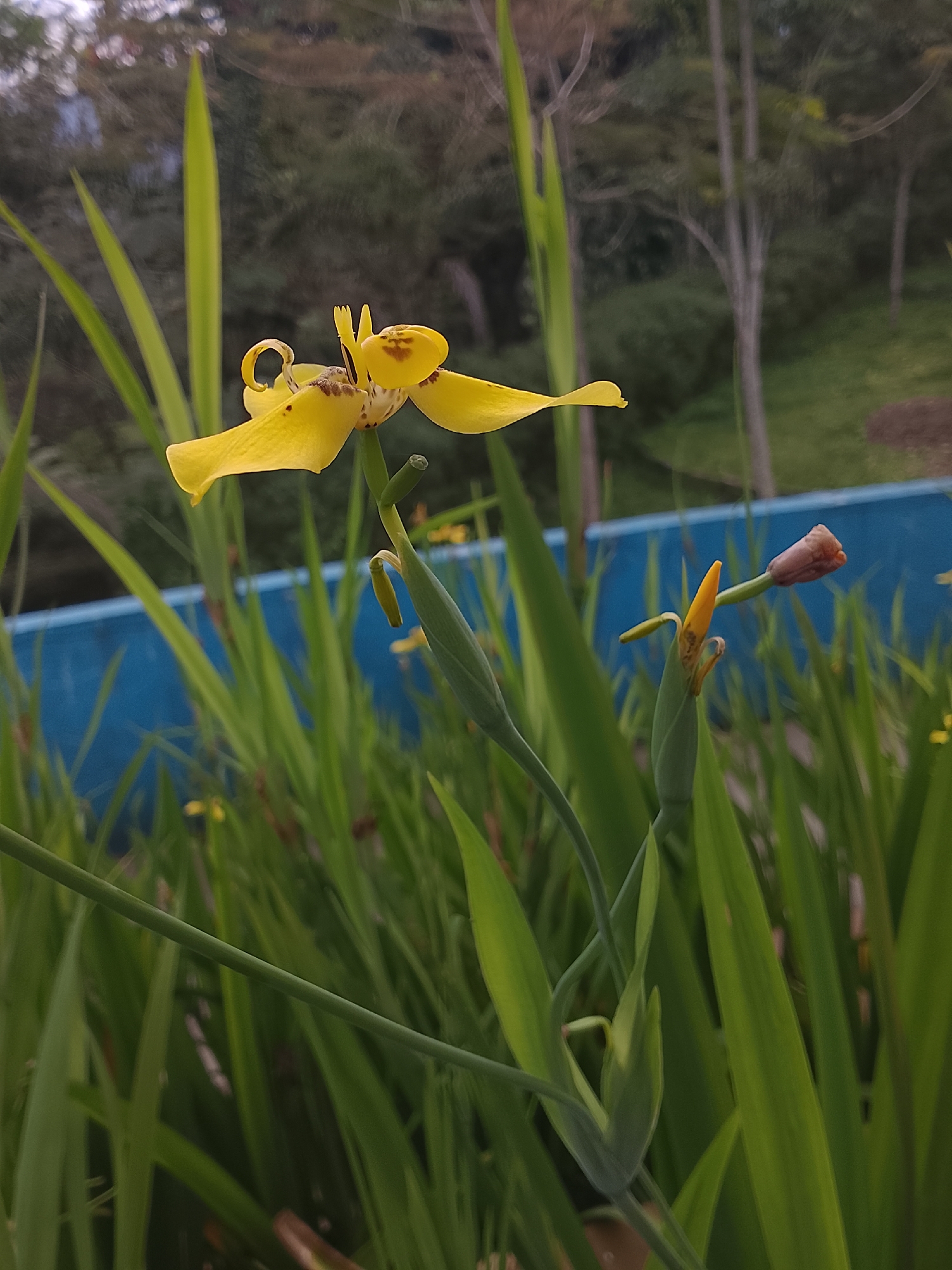 A close-up, low-angle shot captures a yellow iris flower in the foreground, its petals unfurling. The flower is positioned to the left of the frame, with a stem extending upwards and to the right. Green leaves surround the flower, creating a natural, lush setting. In the mid-ground, a bright blue wall runs horizontally across the image, providing a stark contrast to the natural elements. Beyond the wall, trees with thin trunks and green foliage form a soft, blurred background, suggesting a park or garden environment. The overall scene is illuminated by natural light, casting a gentle glow on the flower and surrounding vegetation. The image was taken in Baturaden, Indonesia, a location known for its natural beauty and recreational areas, often featuring lush gardens and scenic landscapes.