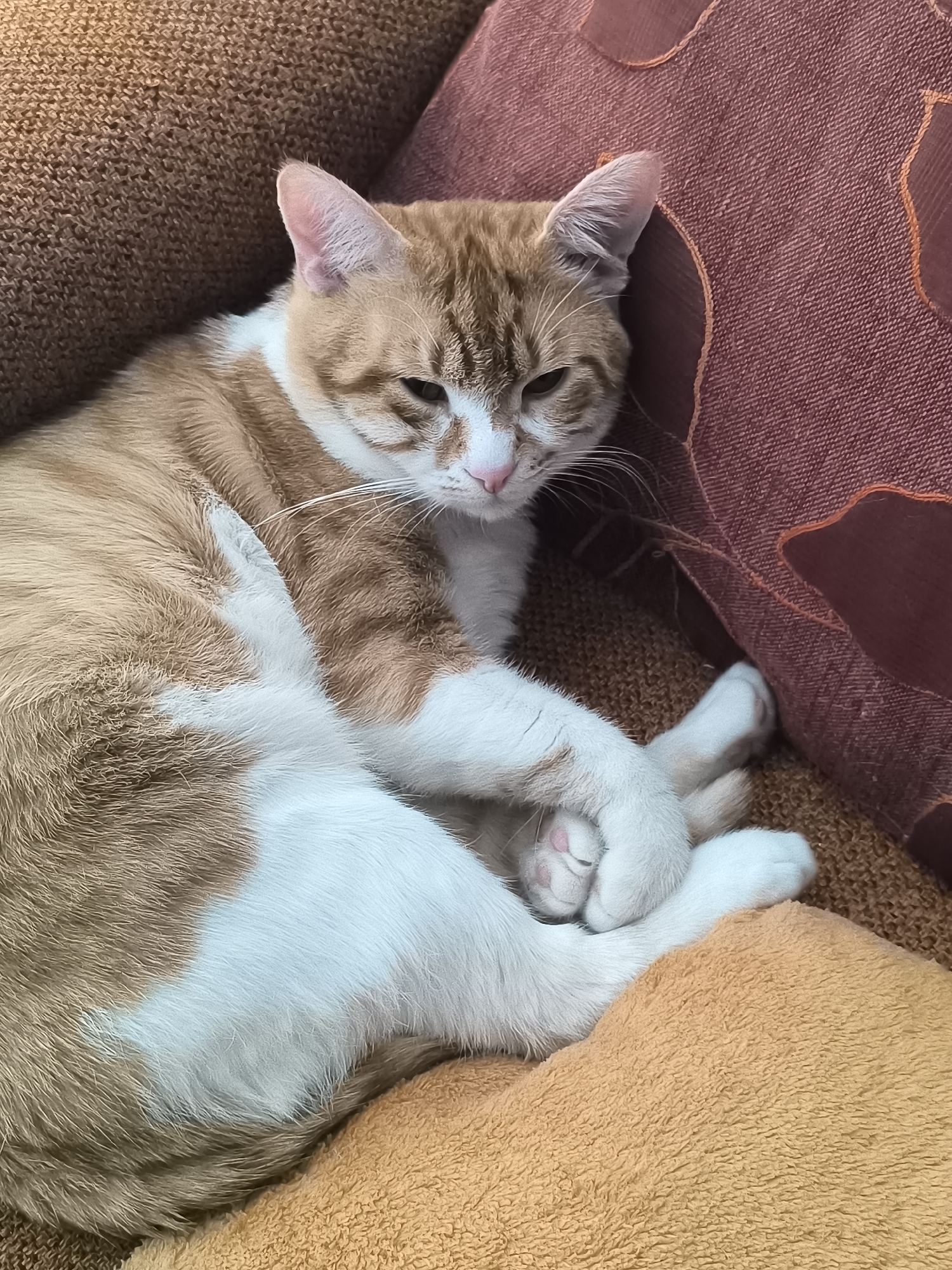 A medium-shot depicts an orange-and-white tabby cat lying curled on a brown fabric sofa. The cat rests against a maroon pillow with patterned stitching and an orange blanket. The cat's paws are tucked under its body. The cat appears relaxed with its eyes partially closed. The scene takes place indoors on a couch. There is no evidence to suggest that the image was taken in Varna, Bulgaria.