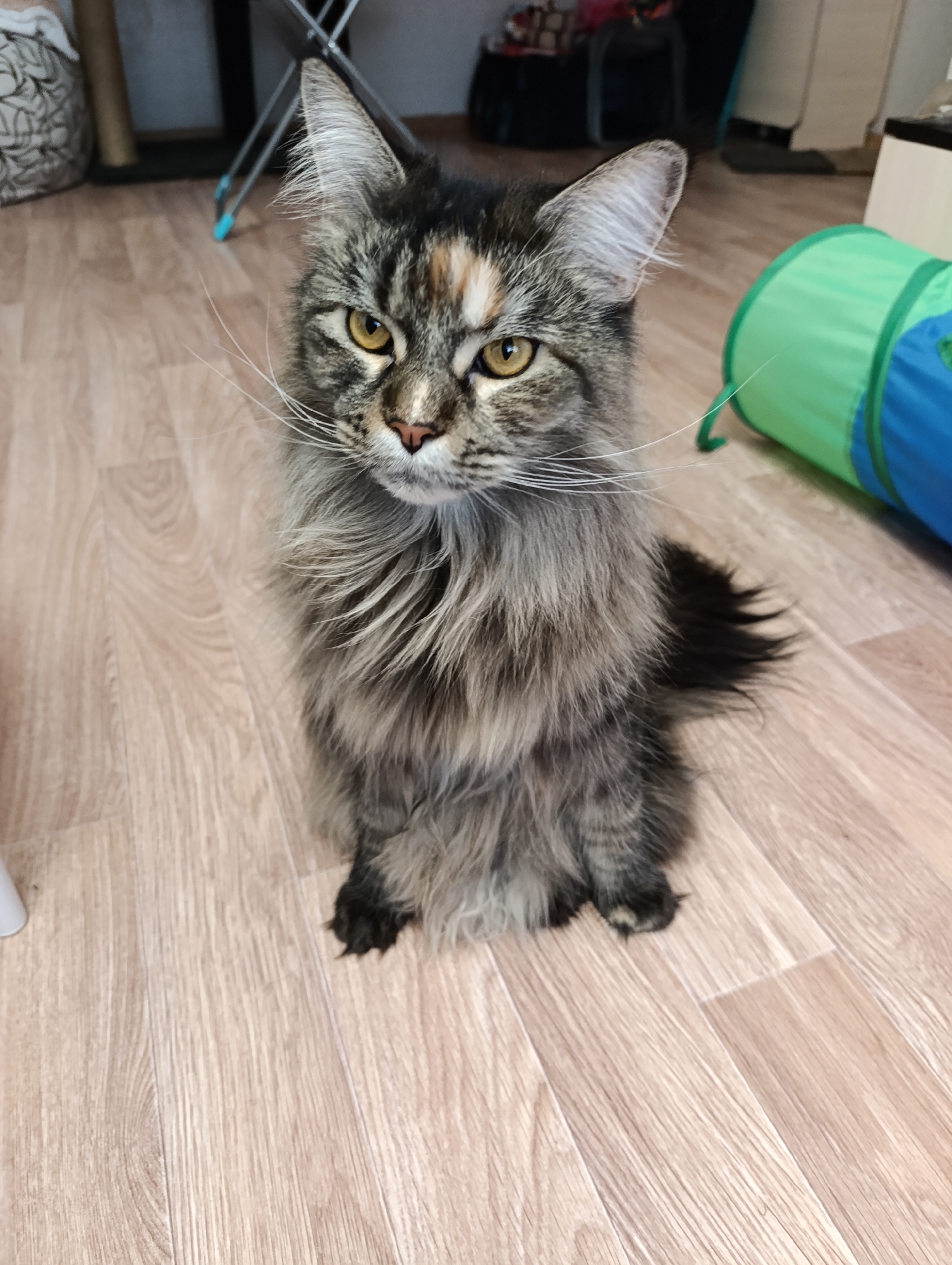 A medium shot depicts a Maine Coon cat sitting on a wood-grain floor. The cat has a predominantly grey and brown tabby coat with white whiskers and amber eyes. The cat faces the camera with a serious expression. In the background, there is a green and blue cat tunnel and a folding chair. The location is Unknown, Unknown.