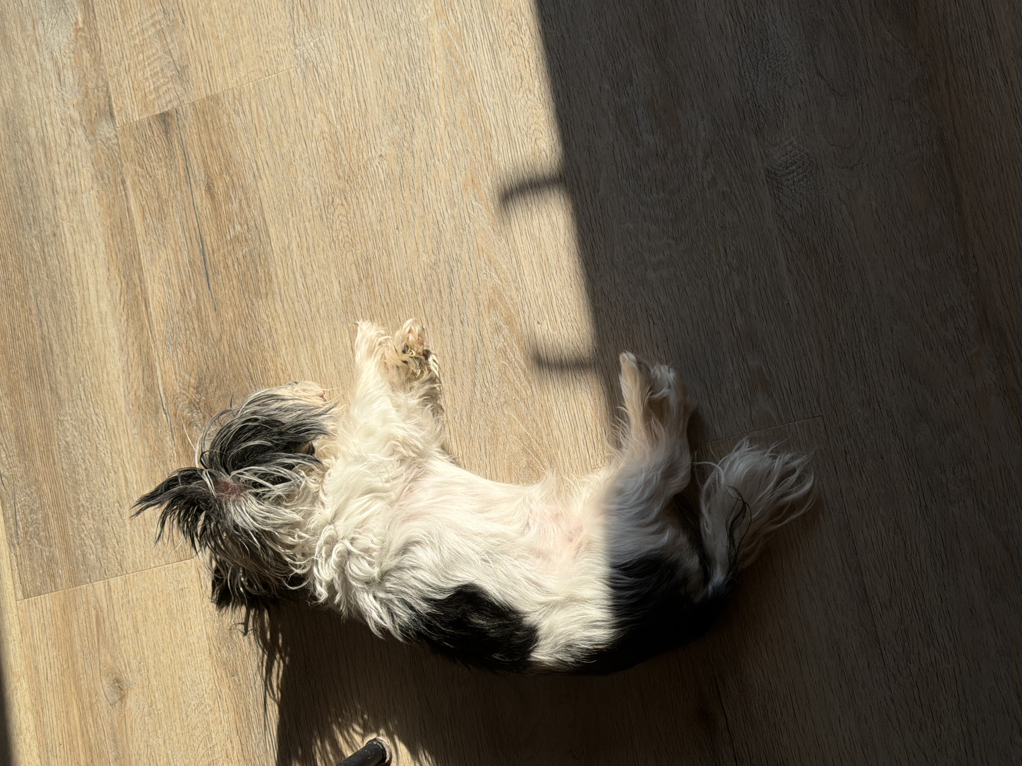 A small, shaggy dog with black and white fur is lying on its side on a light-colored wooden floor. The dog's fur is disheveled, particularly on its head, where it stands up in tufts. Sunlight streams in from the left, casting a shadow of the dog across the floor. The floorboards are oriented horizontally in the image. The location is not specified in the image or crops.