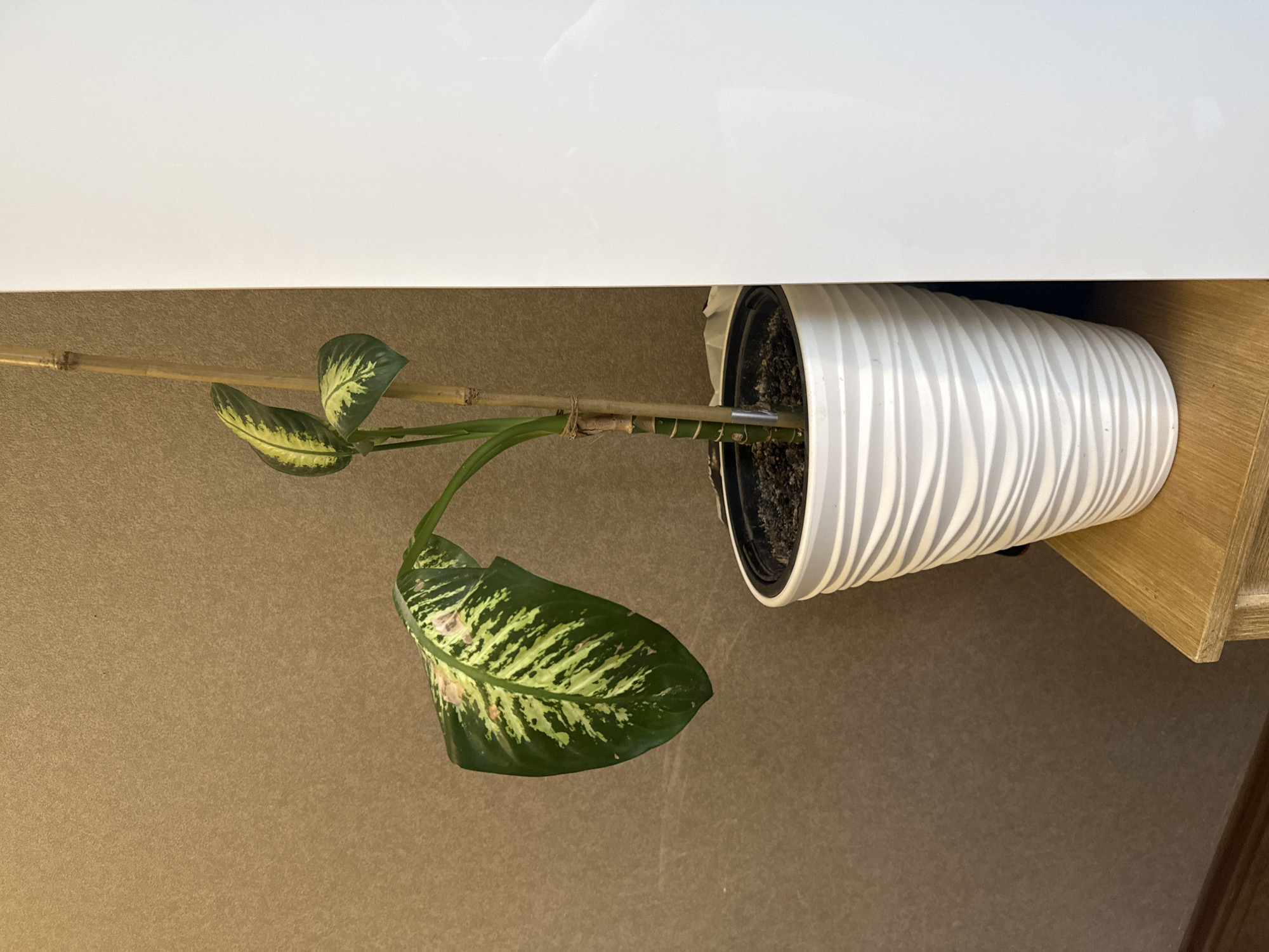 A potted Dieffenbachia plant is situated on a wooden surface next to a white vertical panel, with a textured brown wall behind it. The plant has a single, large, variegated leaf drooping to the left, and two smaller leaves facing upwards. A bamboo stake supports the stem. The pot is white and has a ridged texture. The image does not provide any information to determine its location in Tbilisi, Georgia.