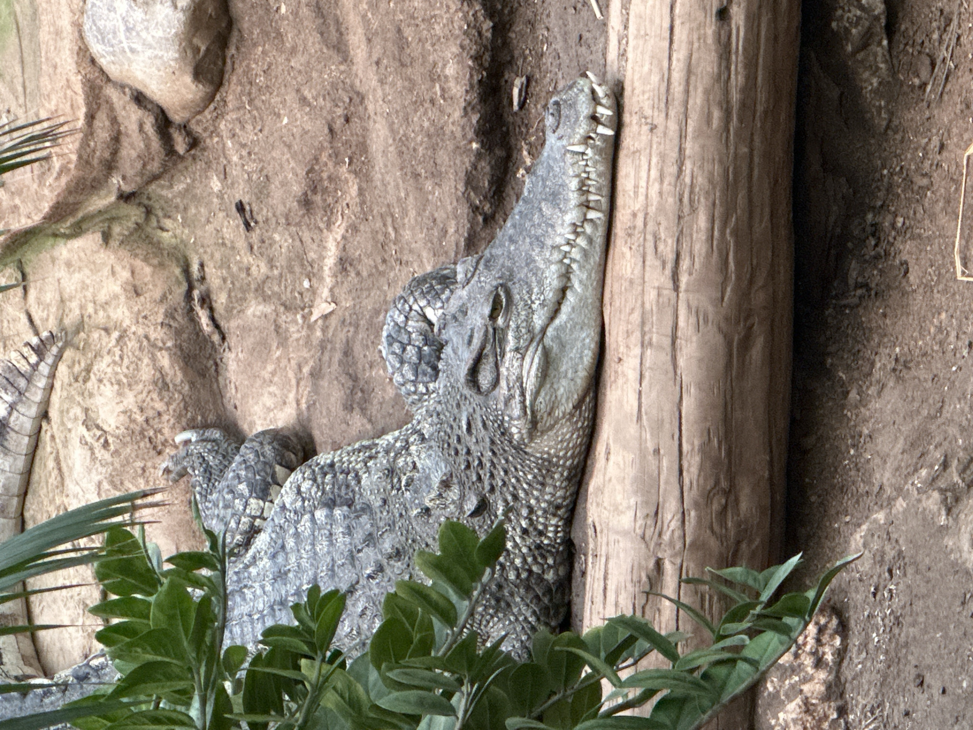 This is a close-up, eye-level shot of a crocodile resting on a large, weathered log. The crocodile's head is the dominant feature, facing right. Its scaly, grey skin is detailed, and its sharp teeth are visible along its slightly open snout. Lush green foliage is in the foreground, partially obscuring the crocodile's body. The background consists of rough, sandy terrain with rocks and some dry vegetation. The lighting suggests an outdoor environment, likely during the day. There are no people or specific landmarks indicating the city of Barcelona.